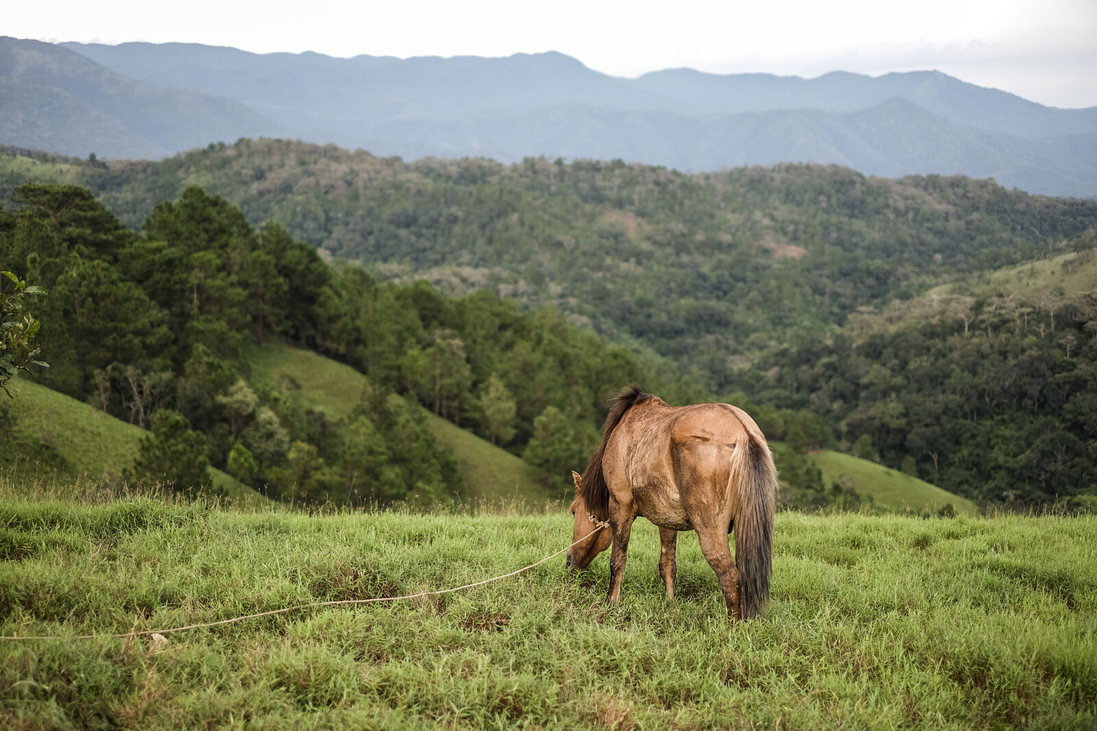 Fujifilm XF 35mm F1.4 R sample photo. Grass, horse, moutain photography