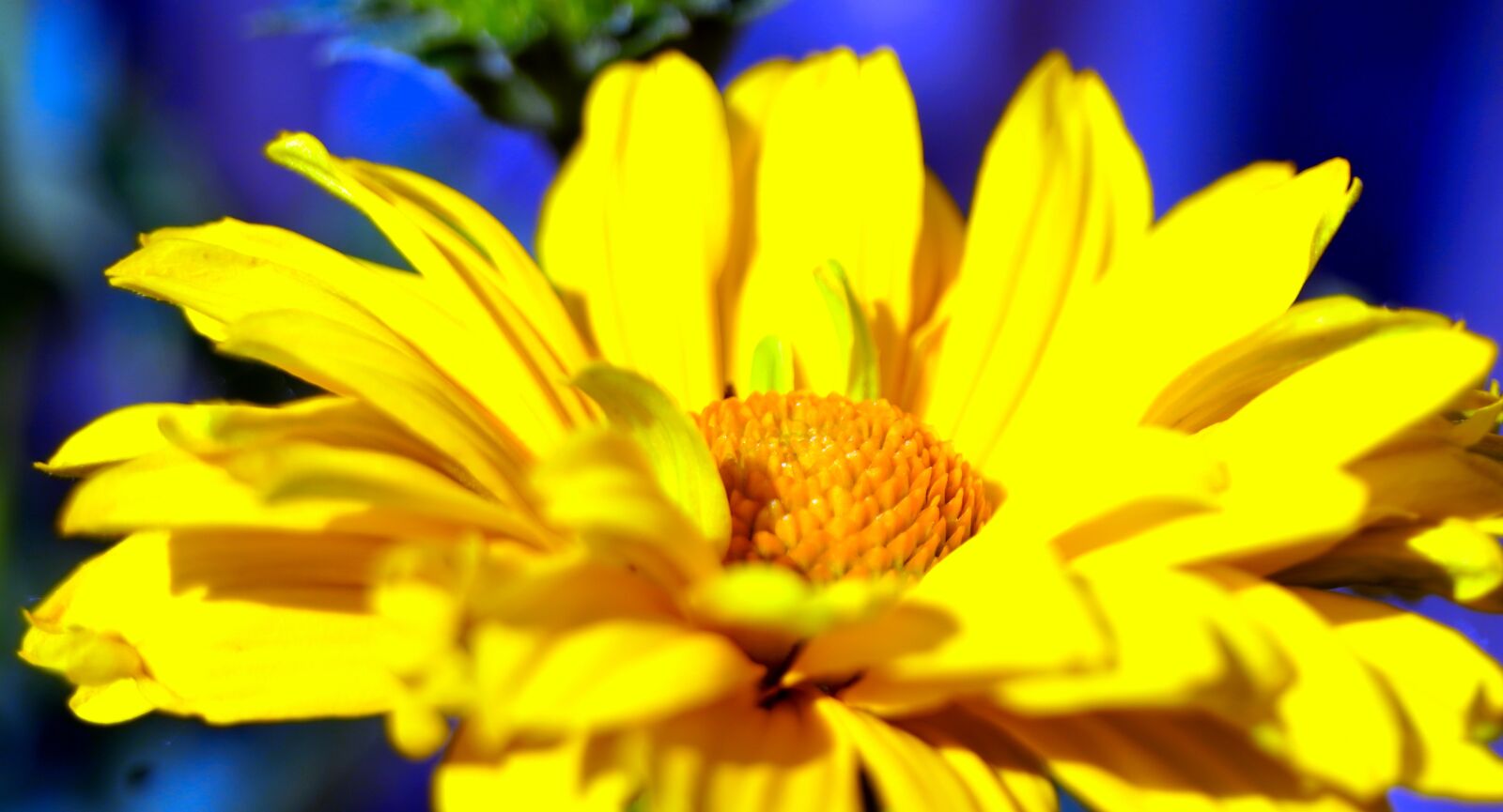 Sony a6400 sample photo. Mädchenauge, flower, yellow photography