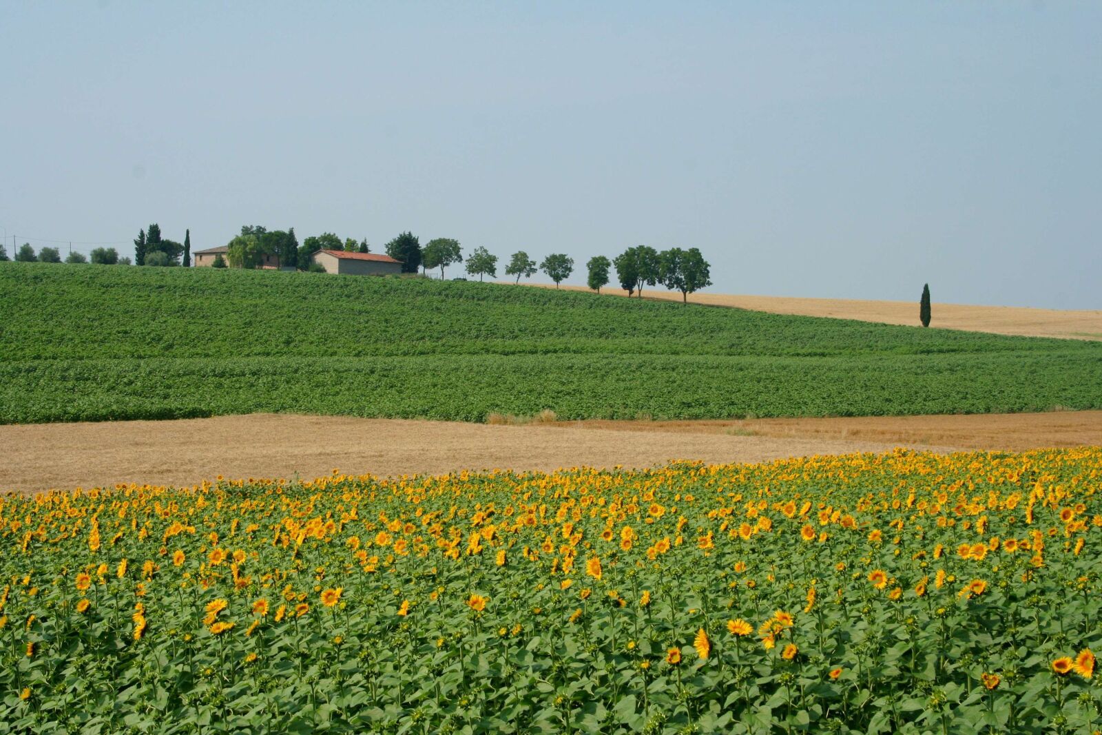 Canon EOS 350D (EOS Digital Rebel XT / EOS Kiss Digital N) sample photo. Toscana, italy, meadow photography