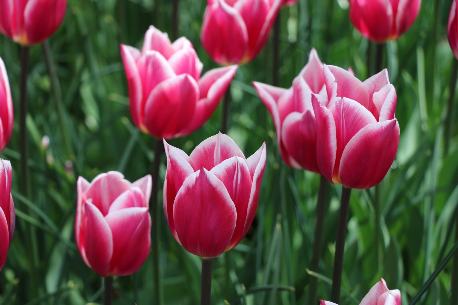 Canon EOS 750D (EOS Rebel T6i / EOS Kiss X8i) sample photo. Tulip, plant, nature photography