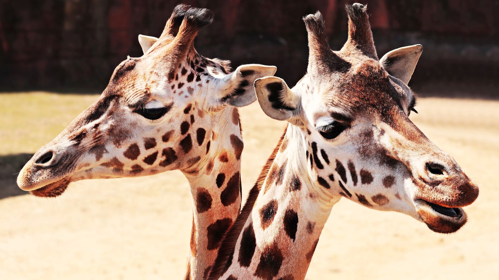 Canon EOS 80D sample photo. Giraffes, animal, mammal photography