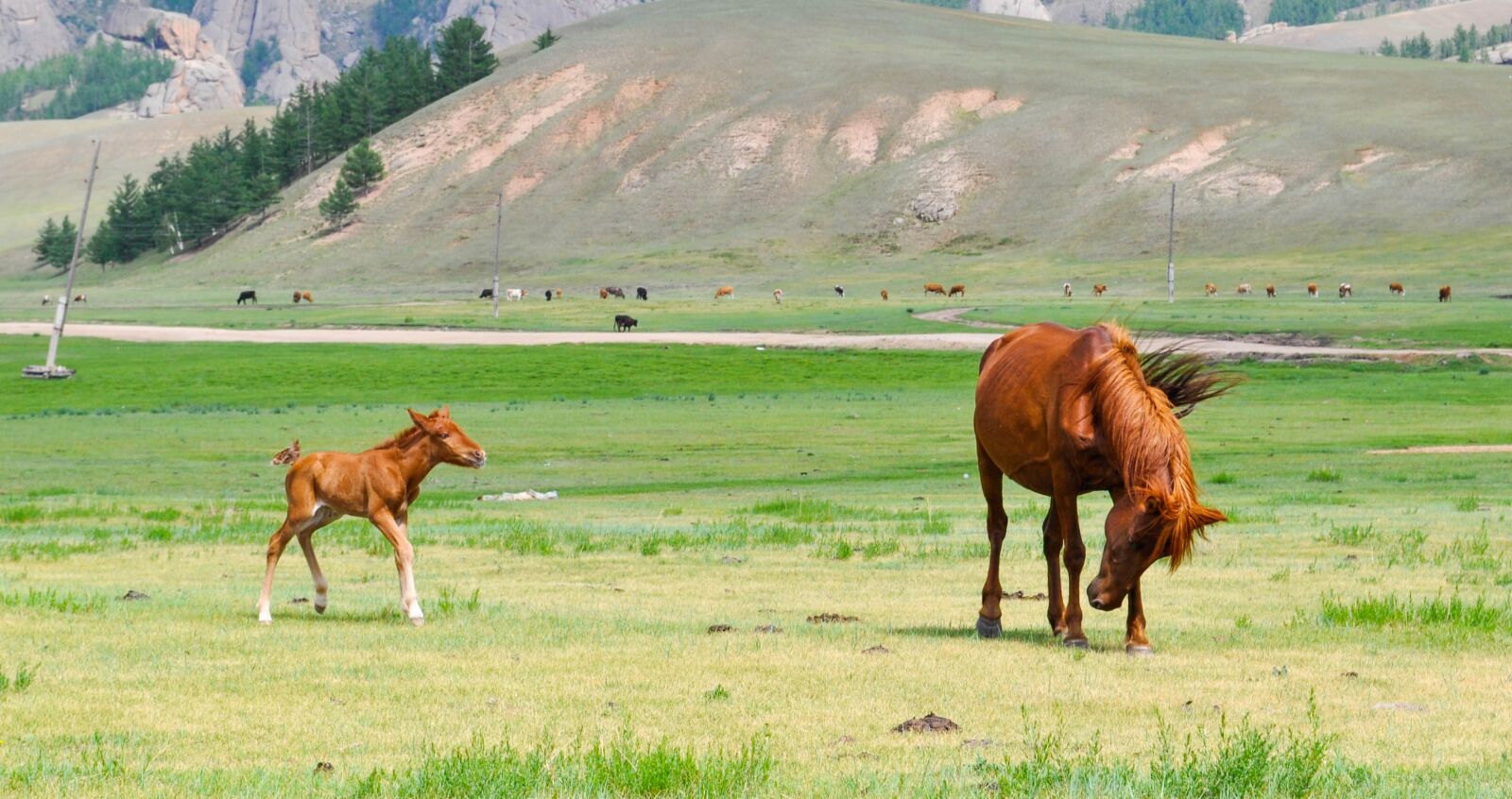 Nikon D90 sample photo. Foal, mare, horse photography
