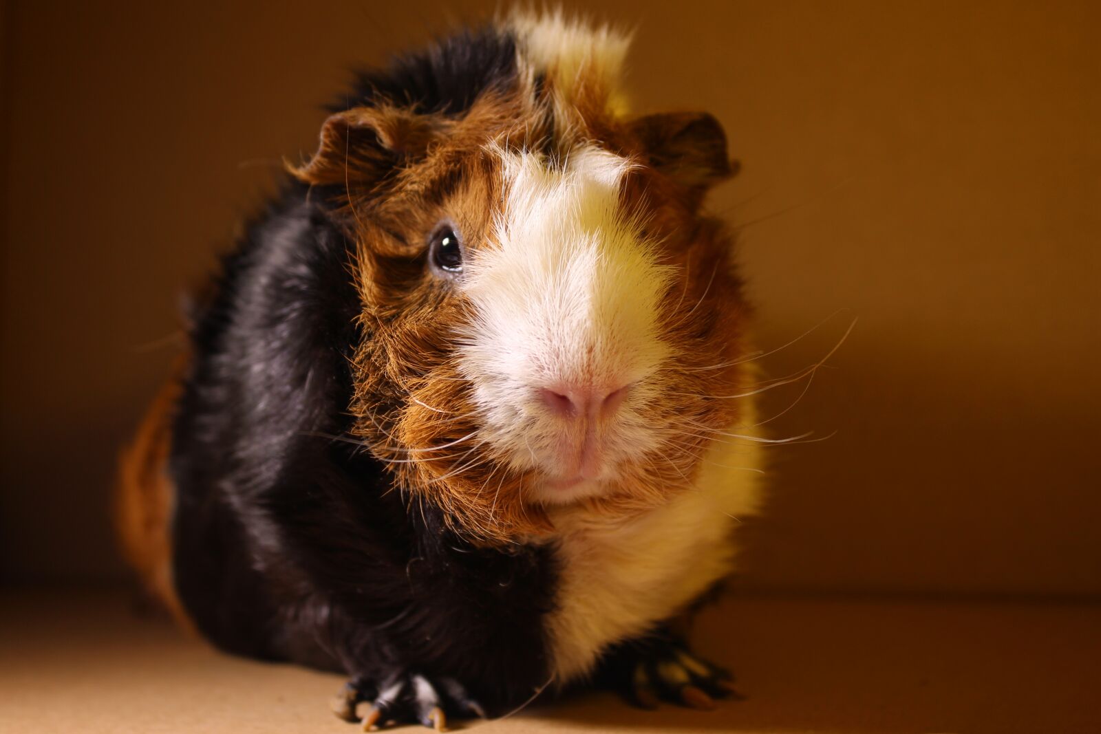 Canon EOS 700D (EOS Rebel T5i / EOS Kiss X7i) sample photo. Sea ​​pig, fur, animal photography