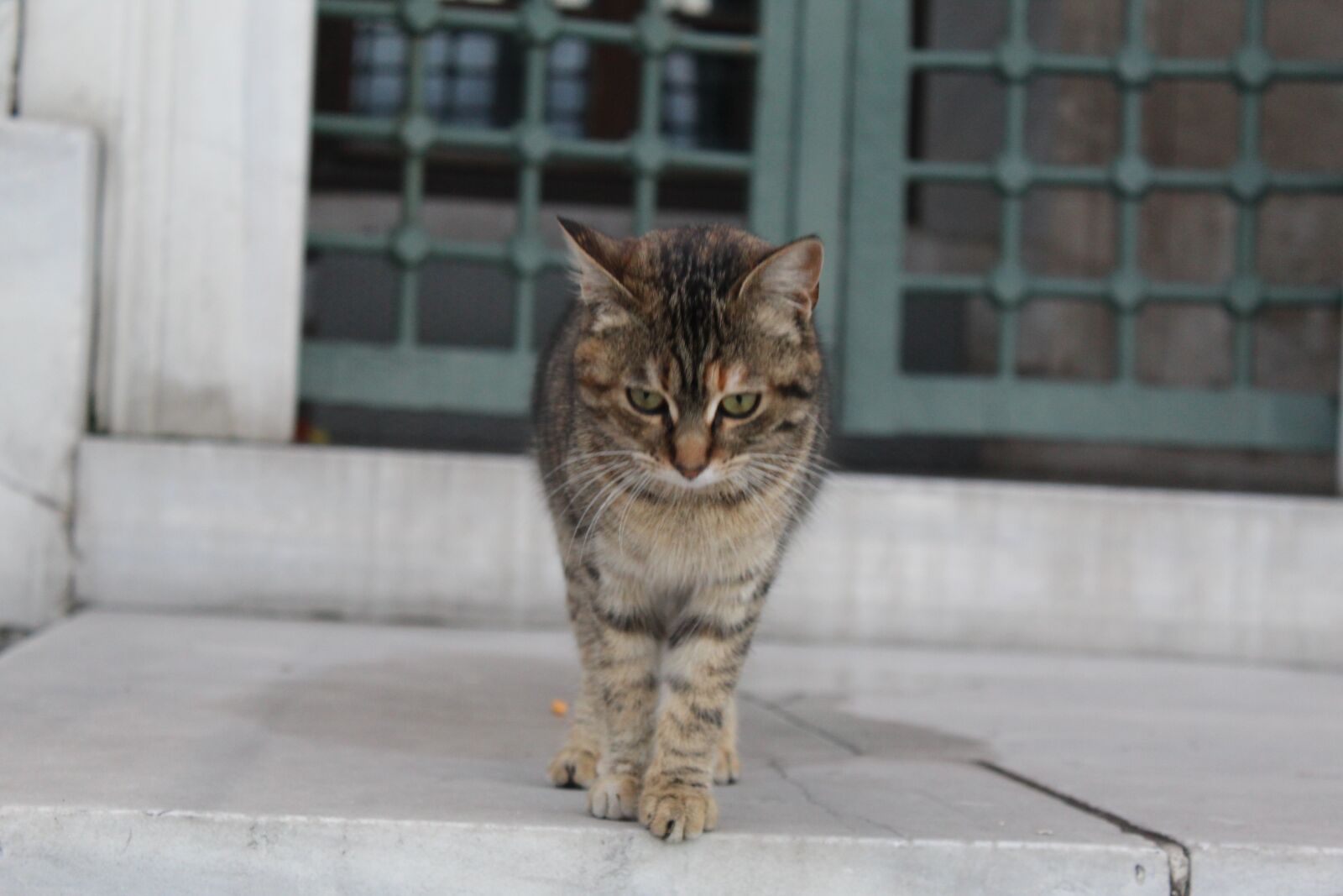 Canon EOS 1200D (EOS Rebel T5 / EOS Kiss X70 / EOS Hi) sample photo. Cat, animal, love photography