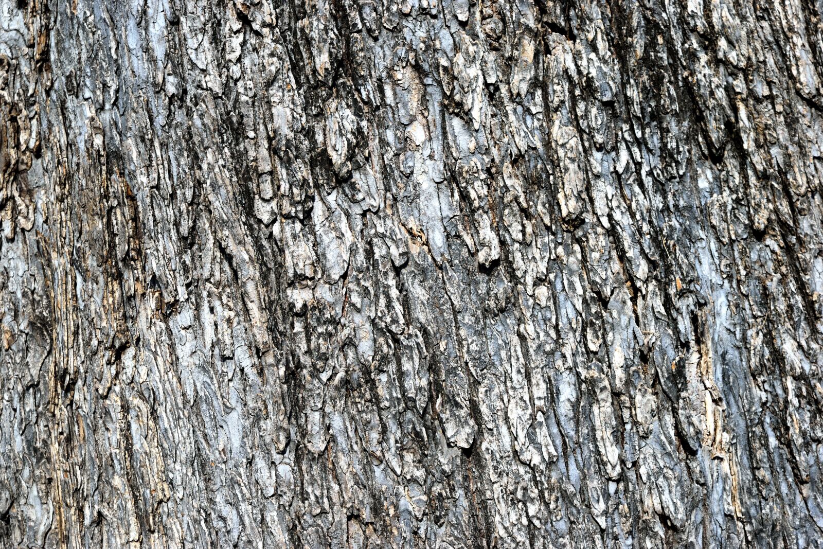 Nikon D3300 sample photo. Tree back, background, texture photography