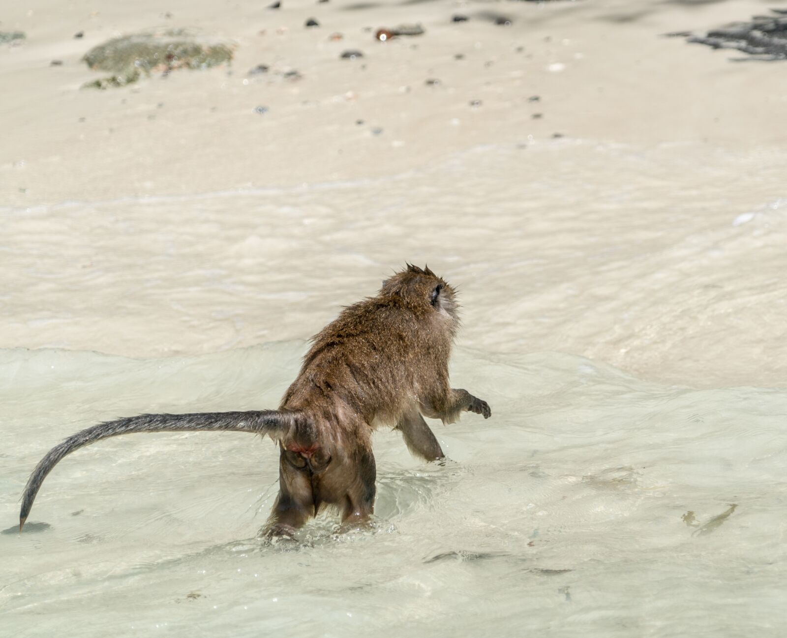 Sony a7R II + Sony FE 24-240mm F3.5-6.3 OSS sample photo. Thailand, phuket, koh phi photography