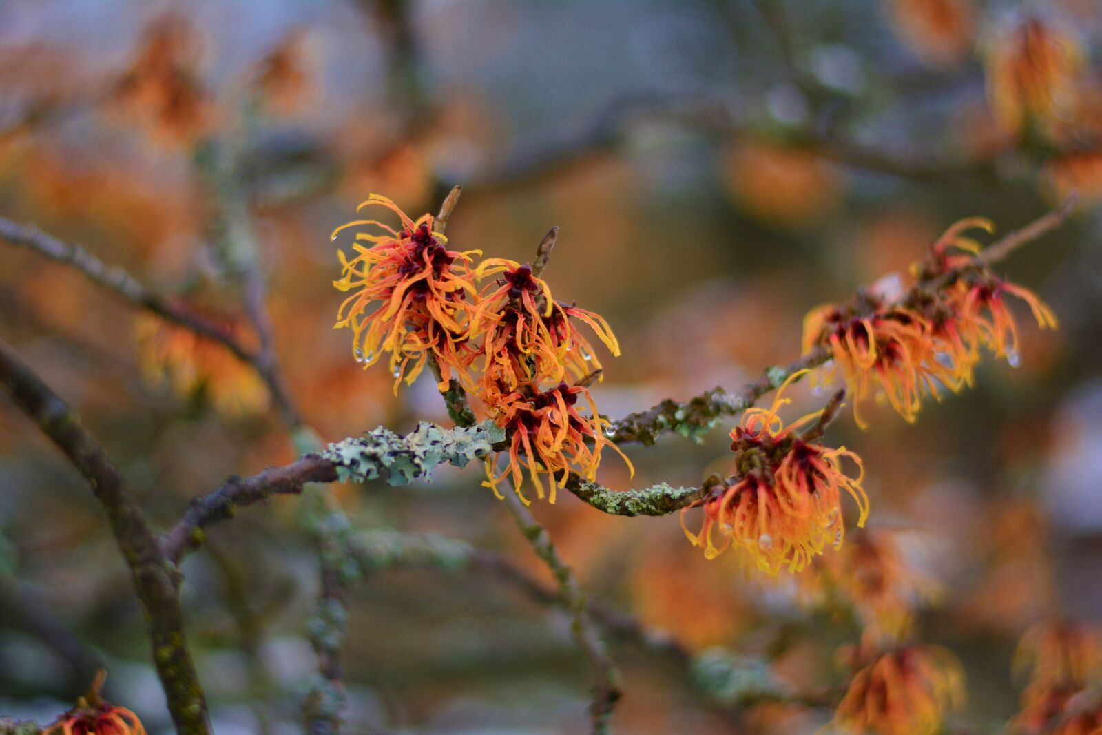 Nikon D5200 sample photo. Witch hazel, witch hazel photography