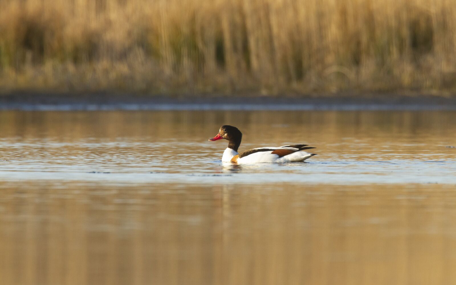 Canon EOS 7D sample photo. Knobby shovel goose, water photography