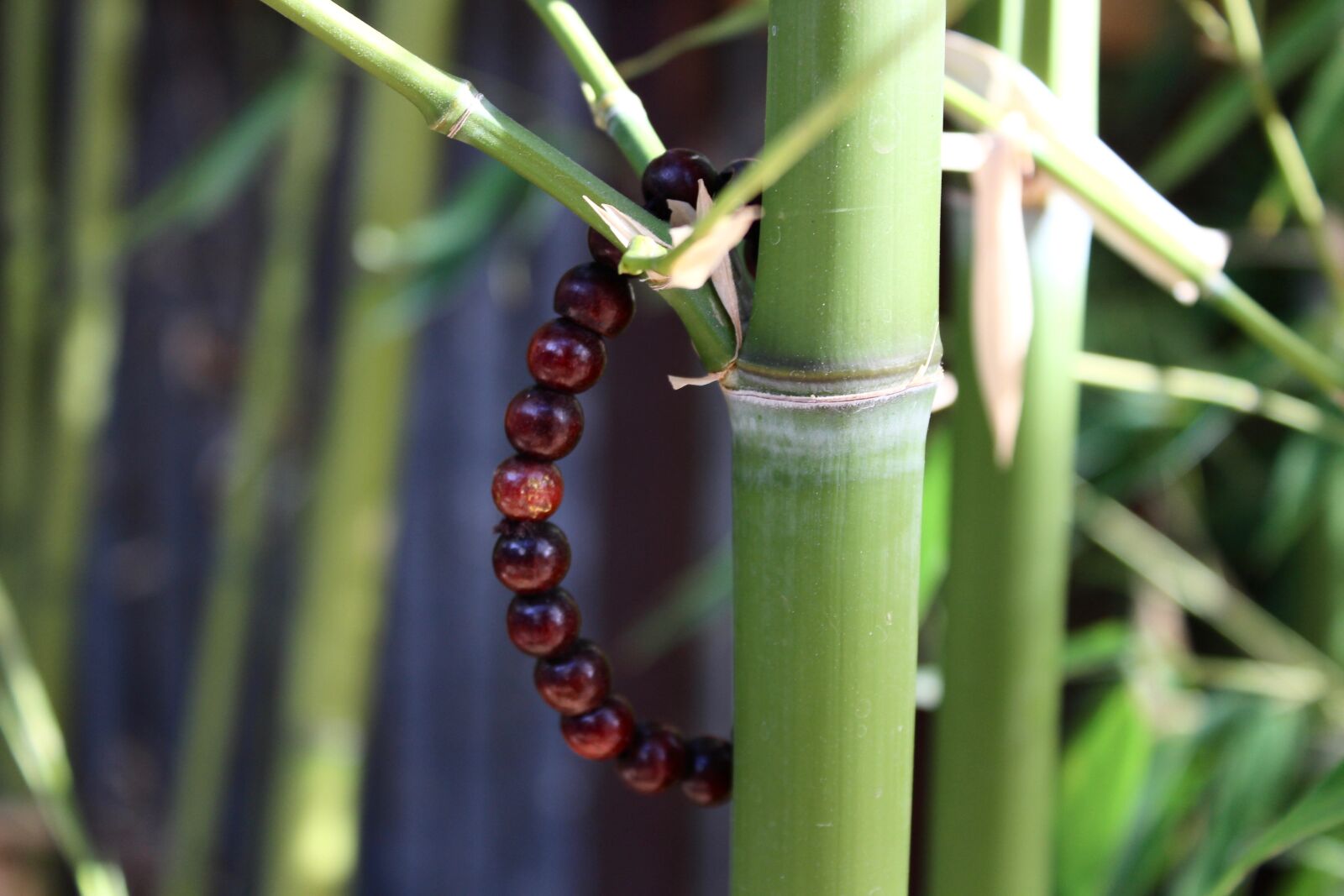 Canon EOS 100D (EOS Rebel SL1 / EOS Kiss X7) sample photo. Bamboo, mala, meditation photography