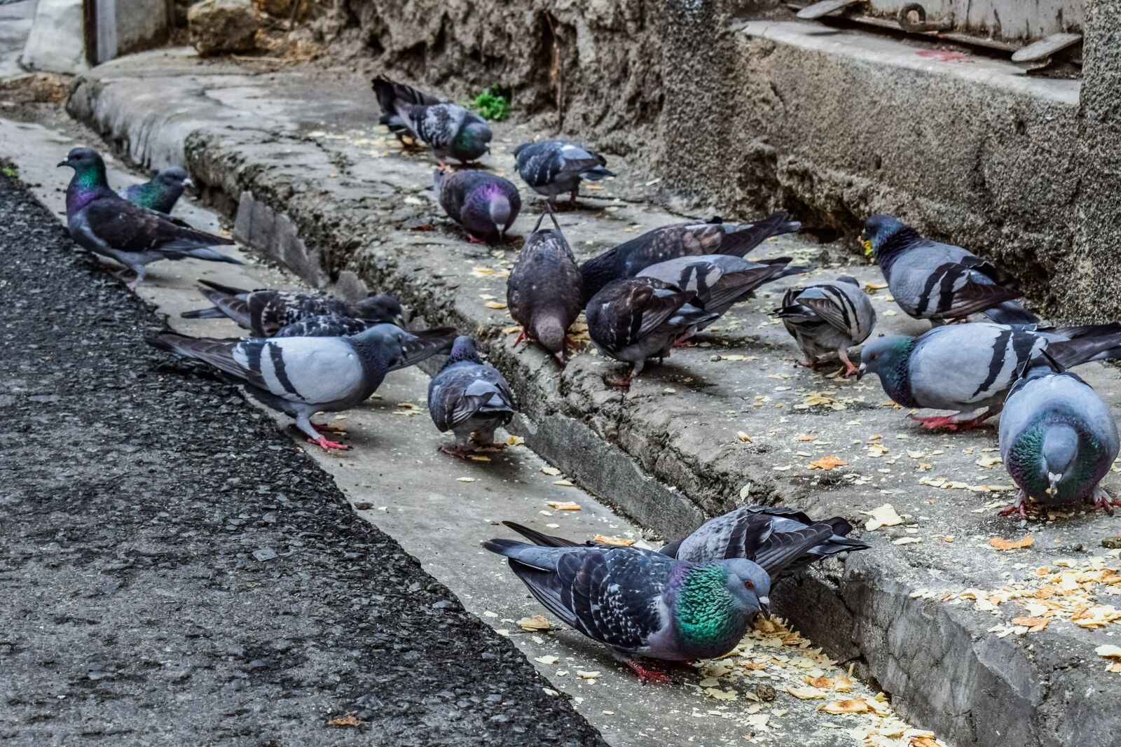 Nikon D3300 sample photo. Street, old city, birds photography