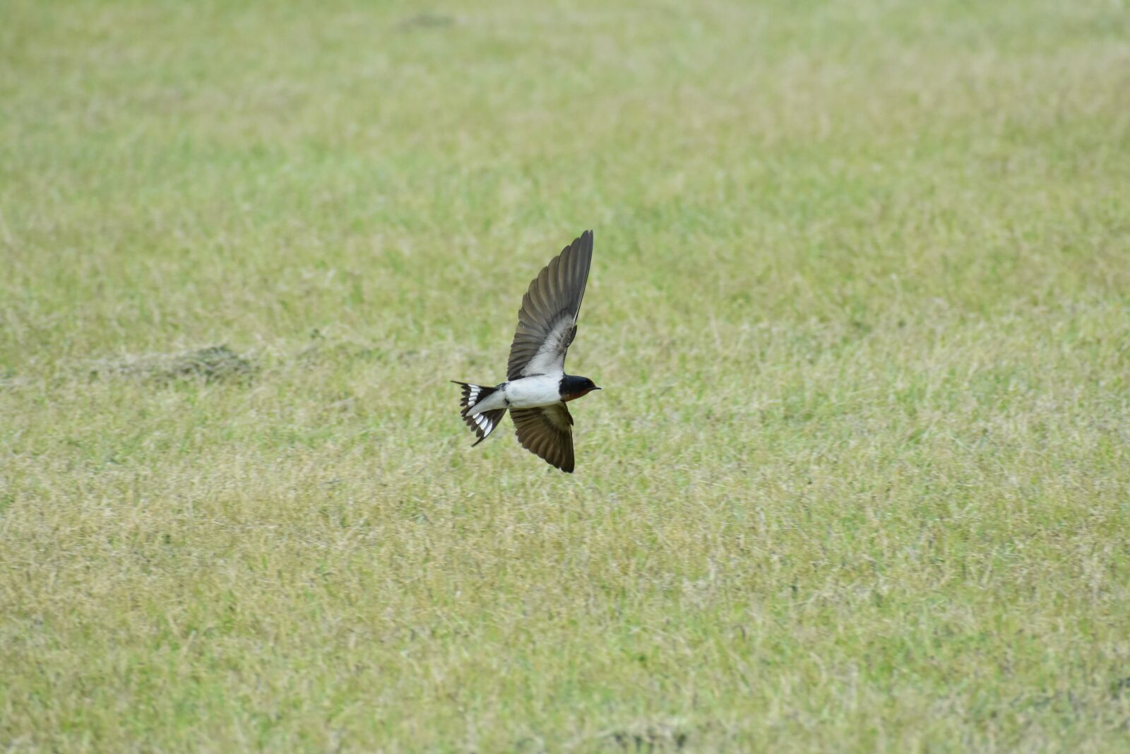 Nikon D7200 sample photo. Animal, park, lawn photography