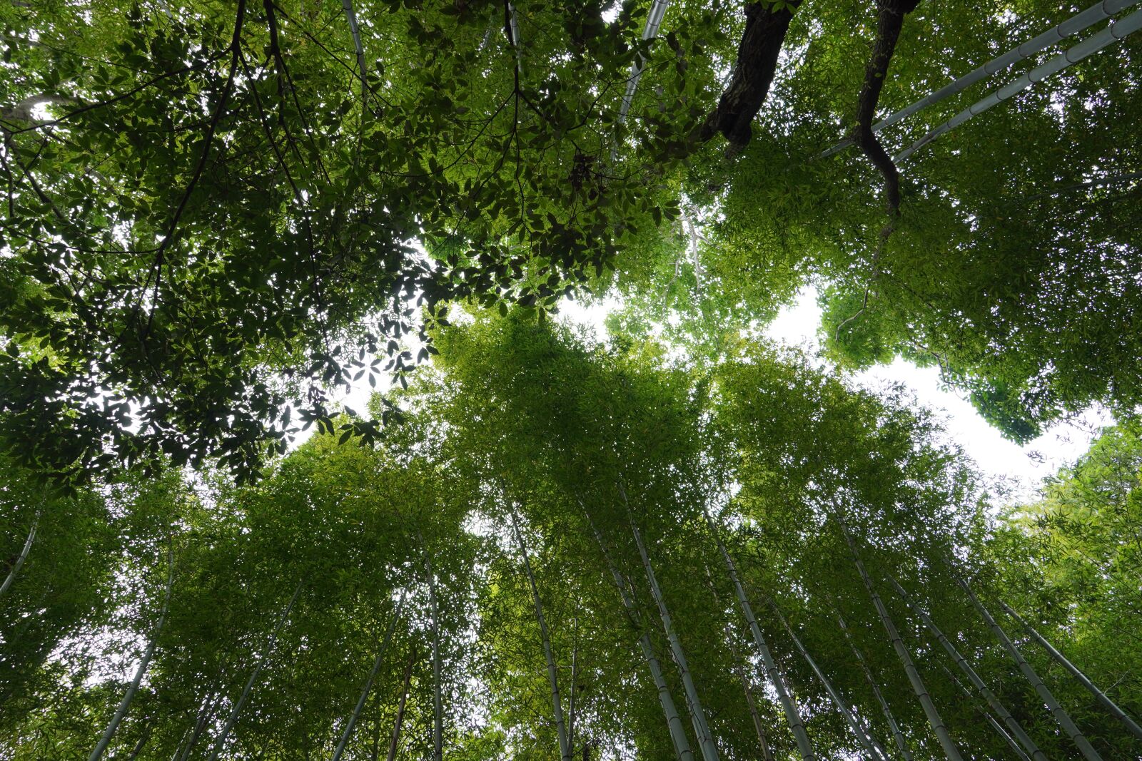Sony E 18-135mm F3.5-5.6 OSS sample photo. Trees, bamboo, forest photography