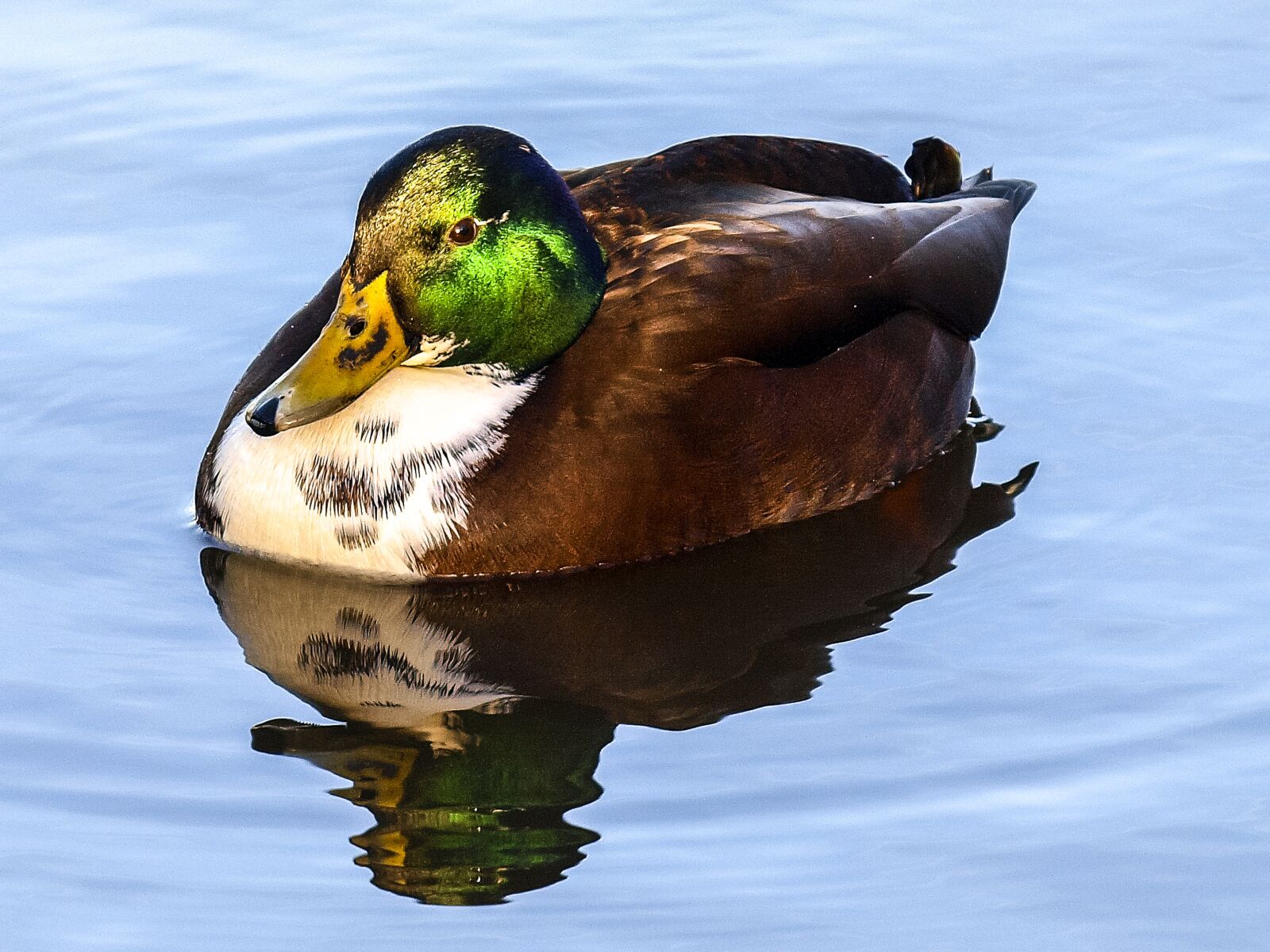 Olympus E-3 sample photo. Duck, mallard, bird photography