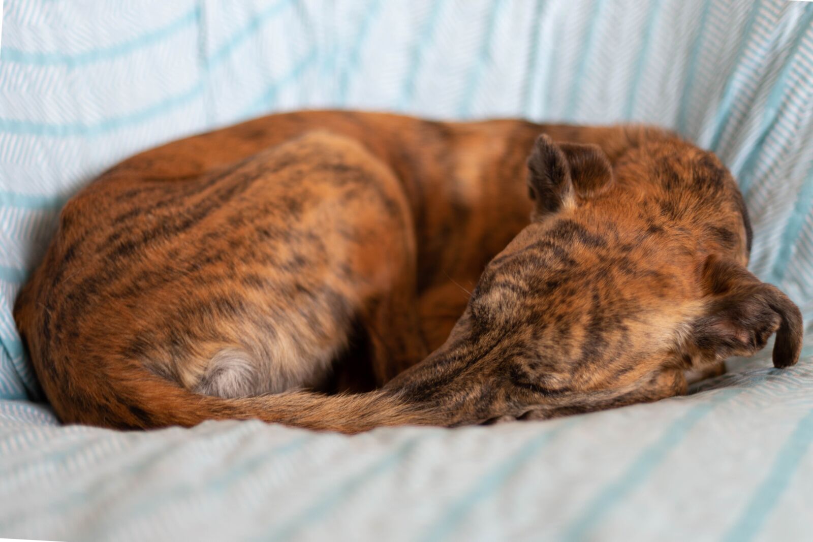 Canon EOS 6D + Canon EF 50mm F1.4 USM sample photo. Dog, asleep, curled photography