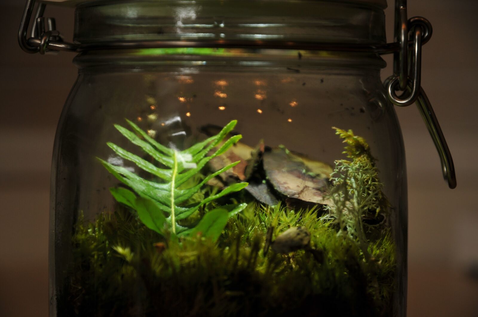 Nikon D300 sample photo. Aquarium, green, glass photography