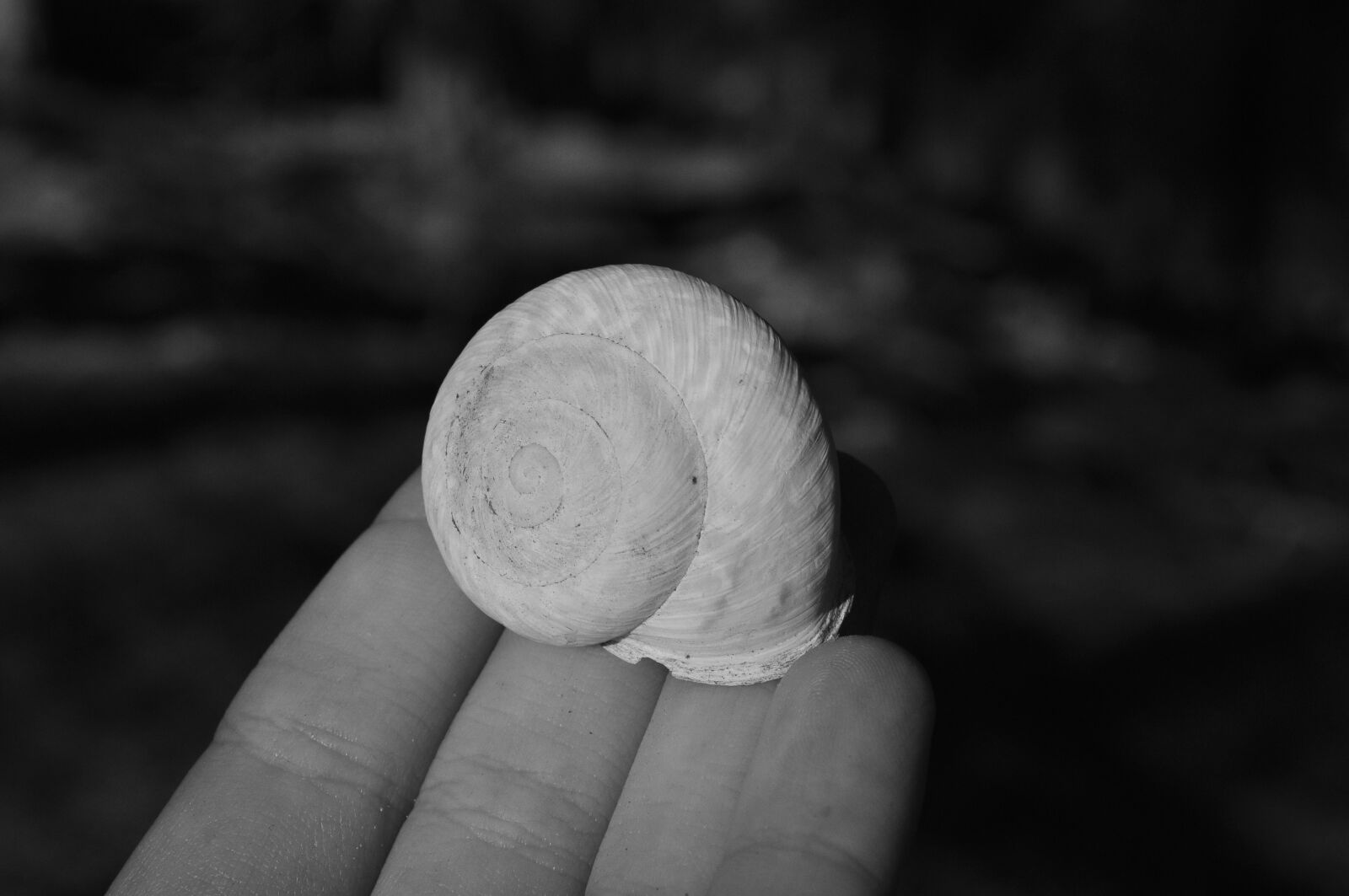 Nikon D5000 sample photo. Shell, black, white photography