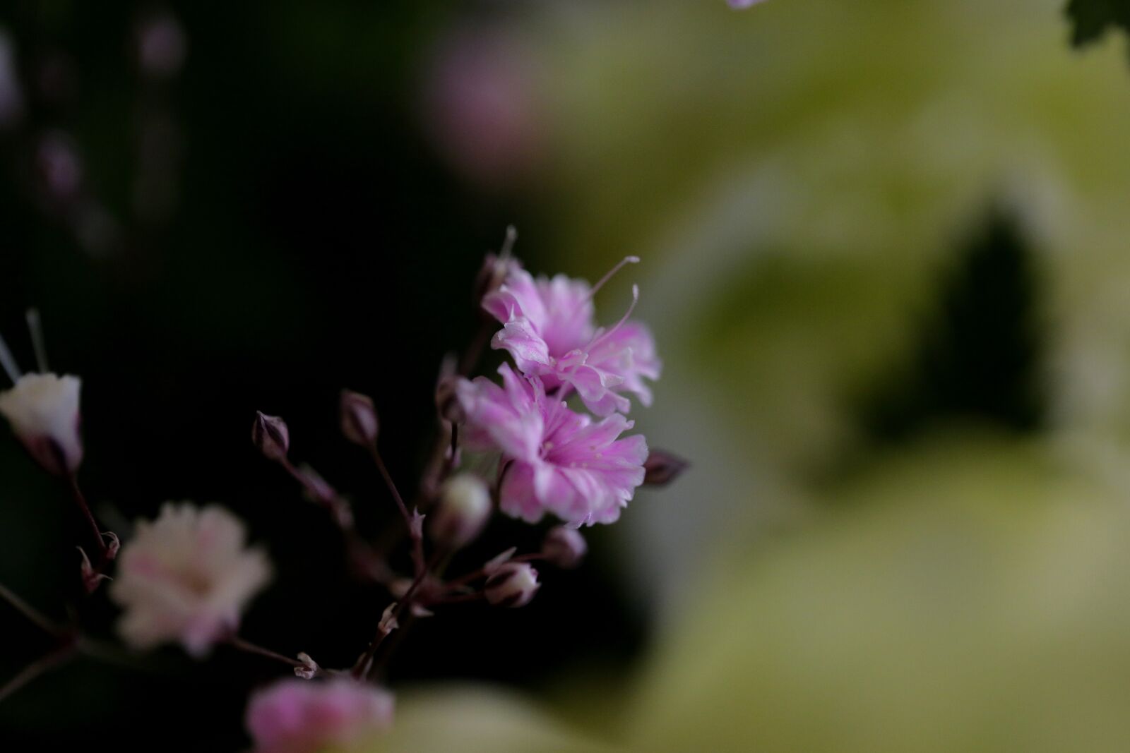 Canon EOS 5D Mark III sample photo. Flowers, chrysanthemum, there wouldn't photography