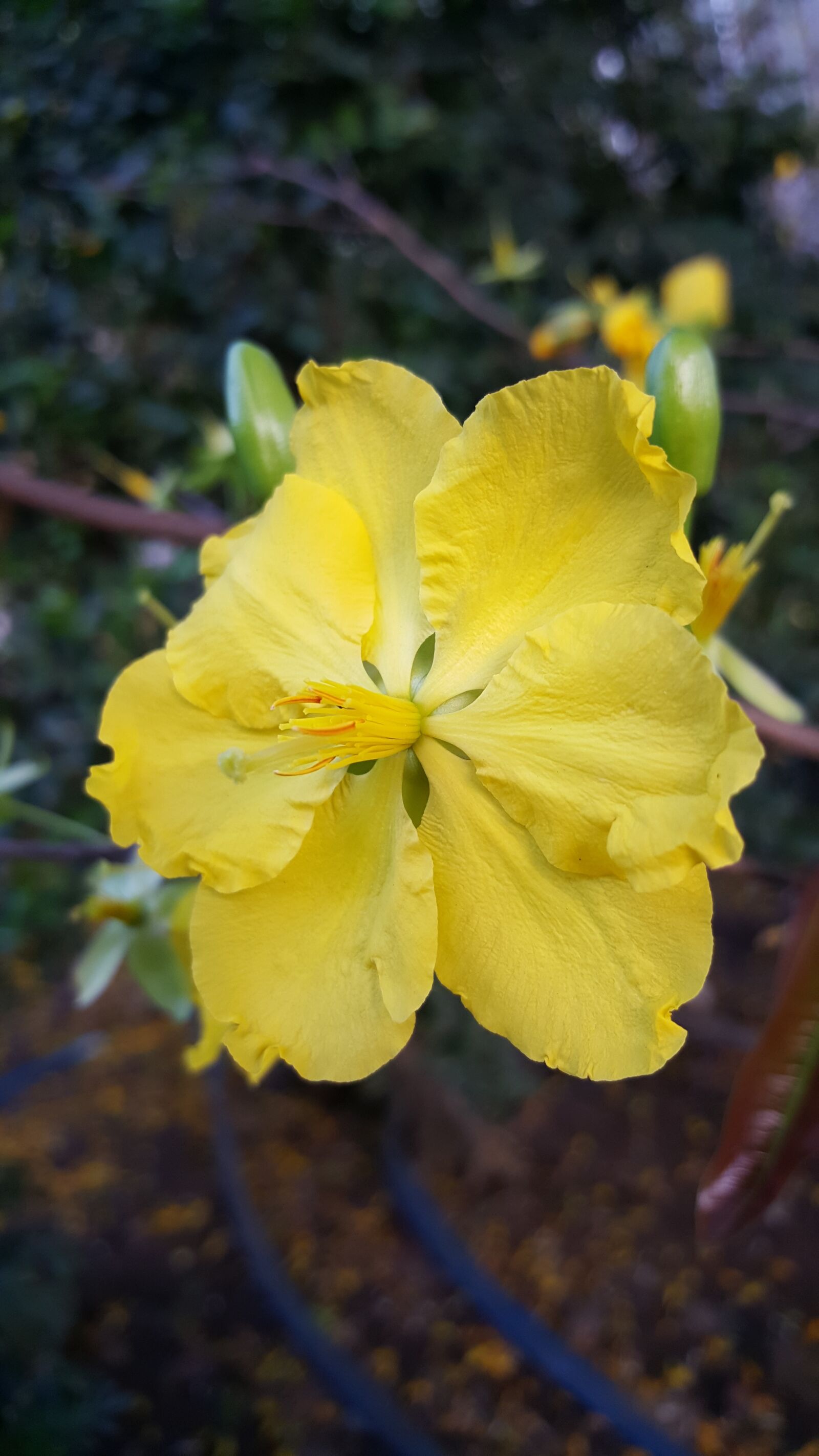 Samsung Galaxy S6 sample photo. Flower, vietnam photography