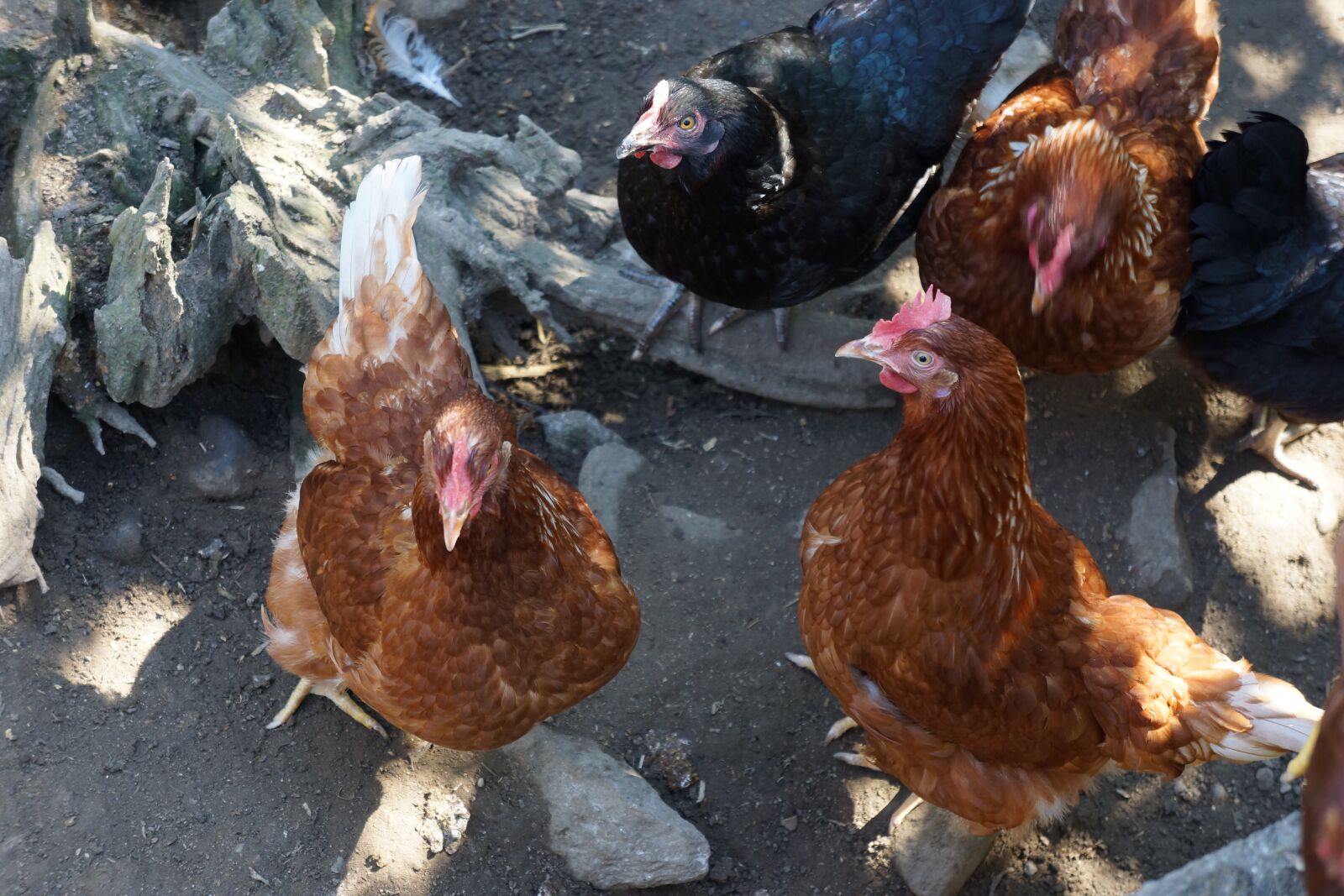 Sony Alpha NEX-7 sample photo. Chickens, chicken run, poultry photography