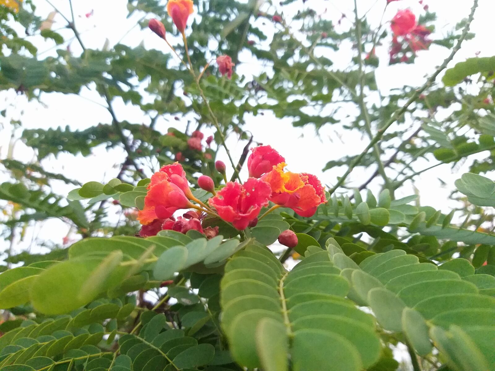 Samsung Galaxy J8 sample photo. Hd wallpapers, flowers, hd photography