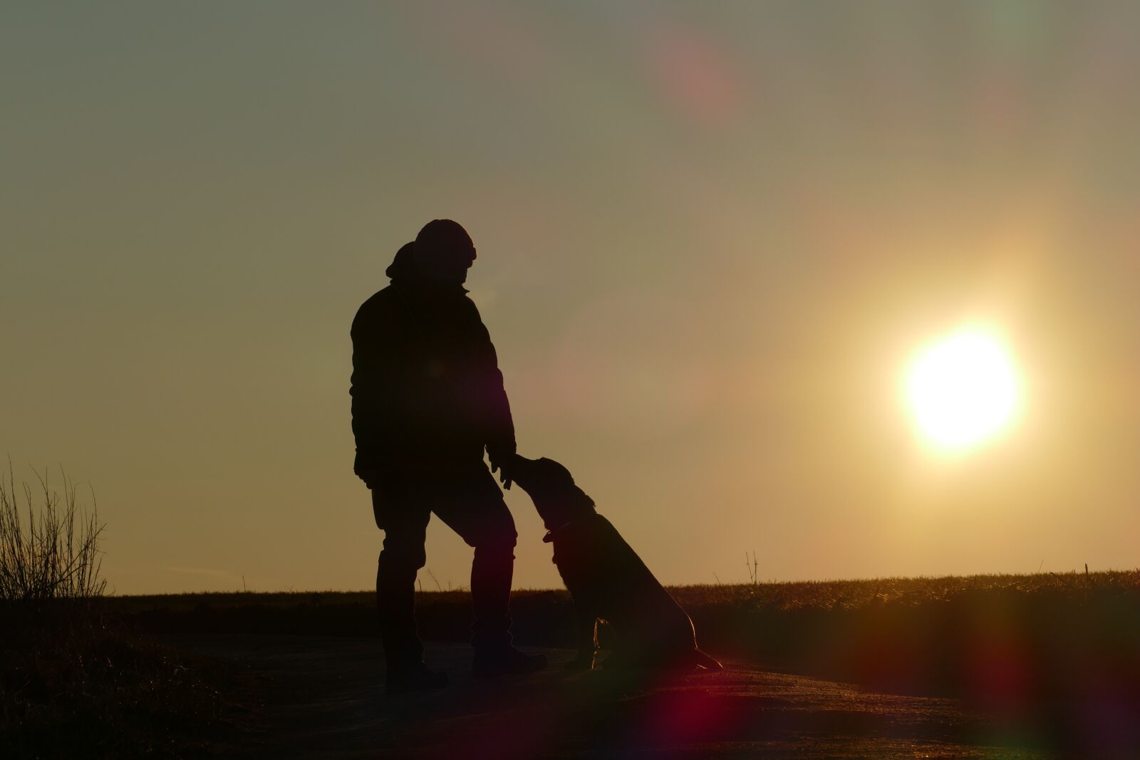 Panasonic Lumix DMC-FZ1000 sample photo. Sundown, dog, portrait photography