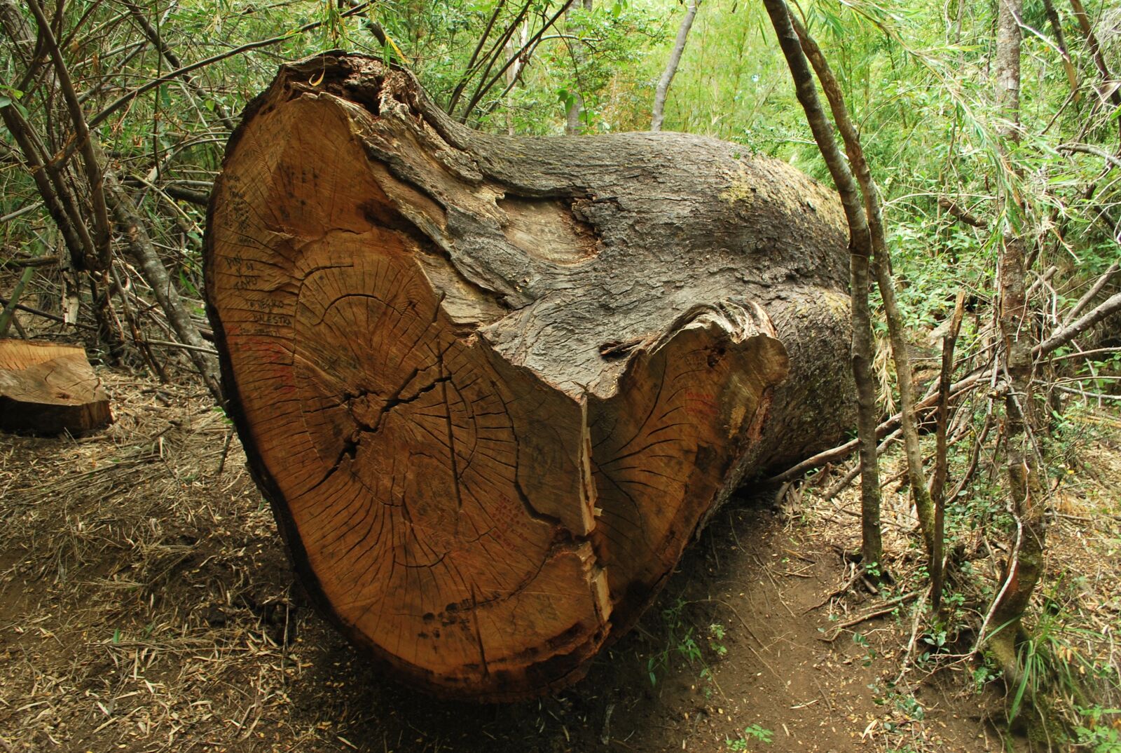 Nikon D60 sample photo. Fallen tree trunk, court photography