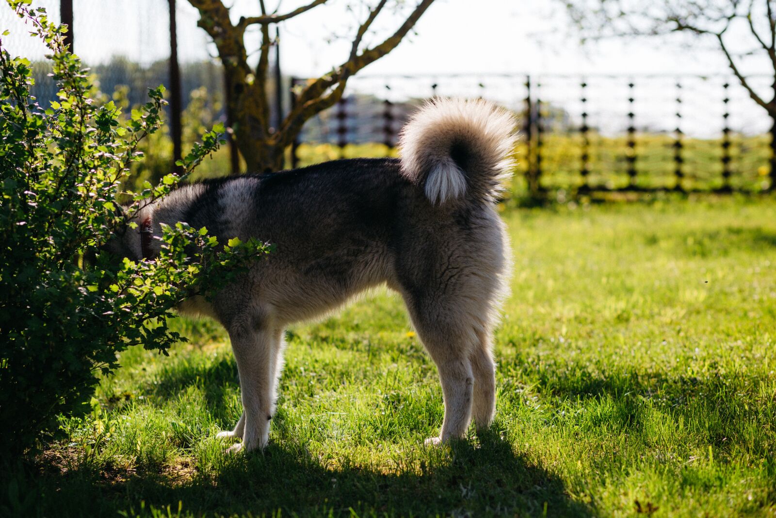 Canon EF 85mm F1.8 USM sample photo. Animals, nature, adorable photography