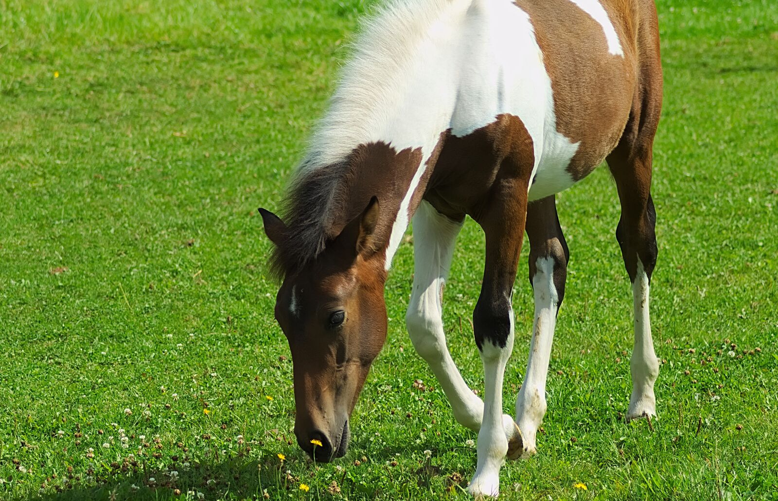 Nikon D7200 sample photo. Horse, foal, pasture photography
