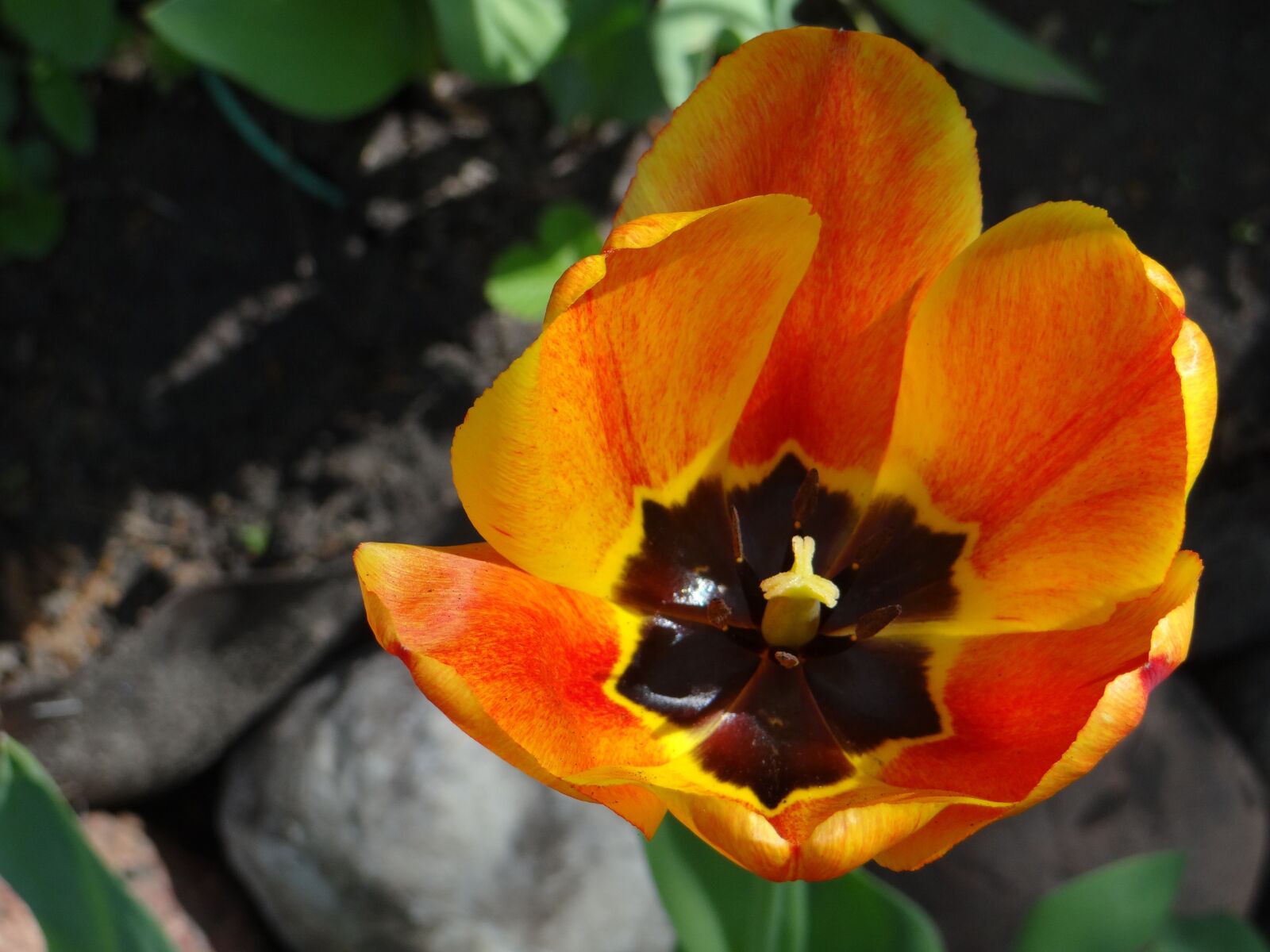 Sony DSC-HX200V sample photo. Tulip, flower, żółtoczerwony photography