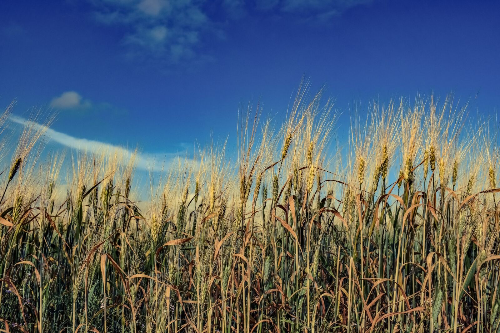Nikon D3300 sample photo. Barley, wheat, cereal photography