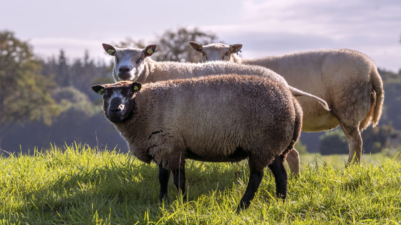 Nikon D500 sample photo. Sheep, cattle, wool photography