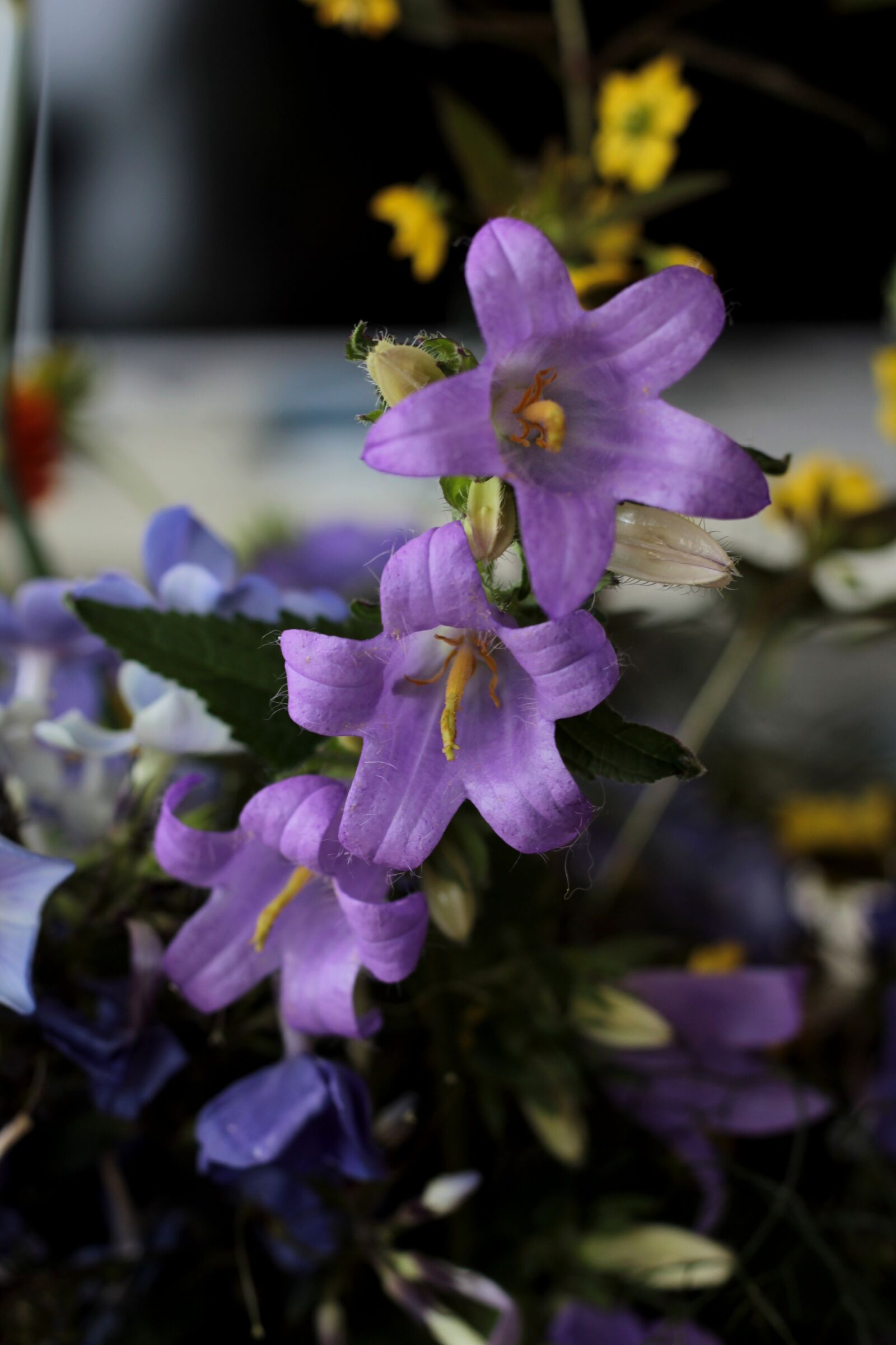 Canon EOS 600D (Rebel EOS T3i / EOS Kiss X5) + Canon EF 50mm F1.8 STM sample photo. Campanula, wreath of field-flowers photography