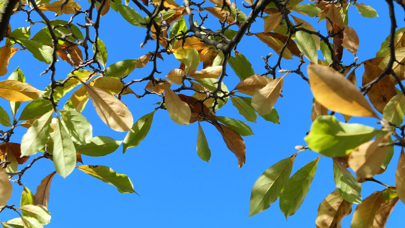Panasonic Lumix DMC-LX10 (Lumix DMC-LX15) sample photo. Foliage, autumn, sky photography