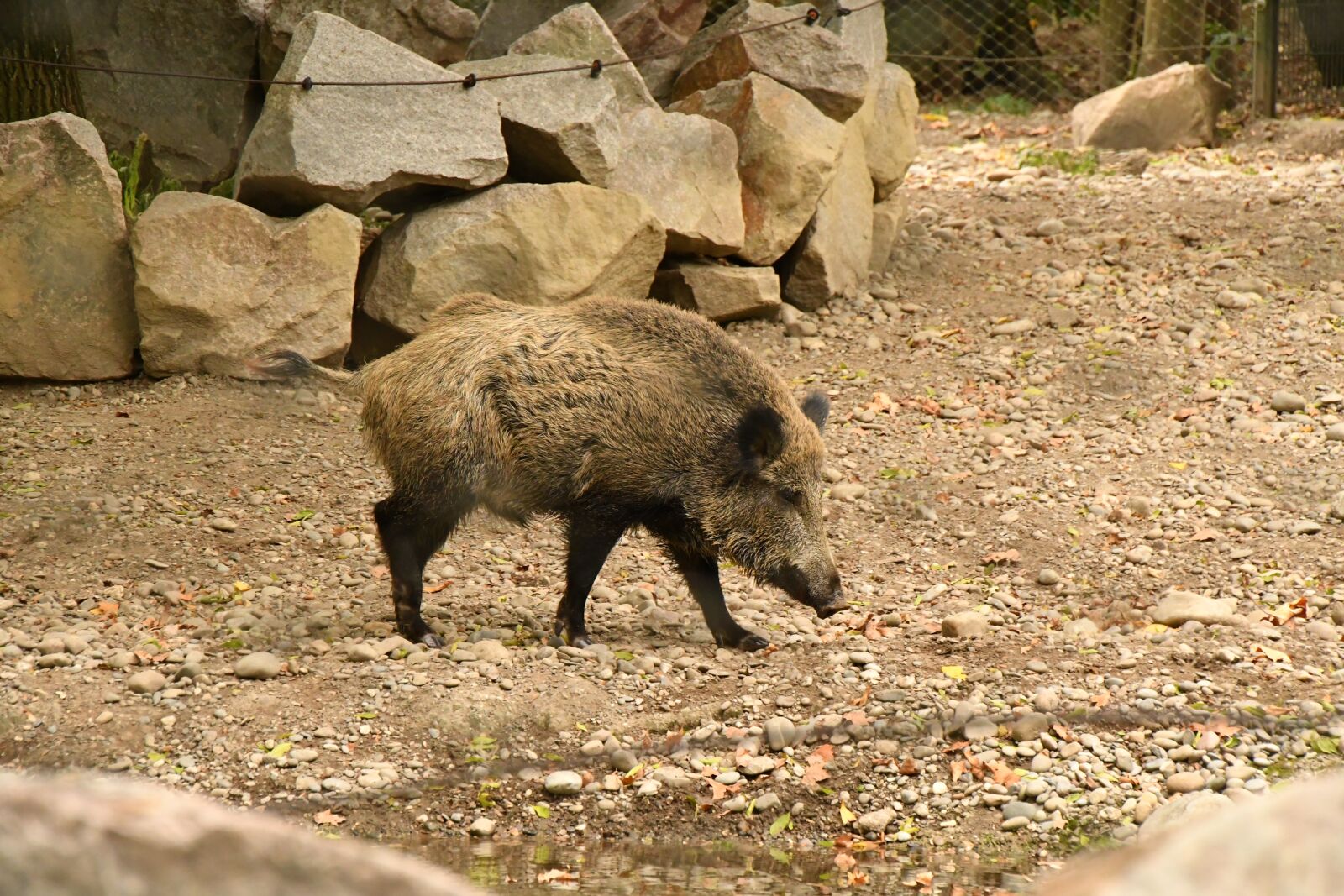 Nikon D500 sample photo. Boar, zoo, pig photography