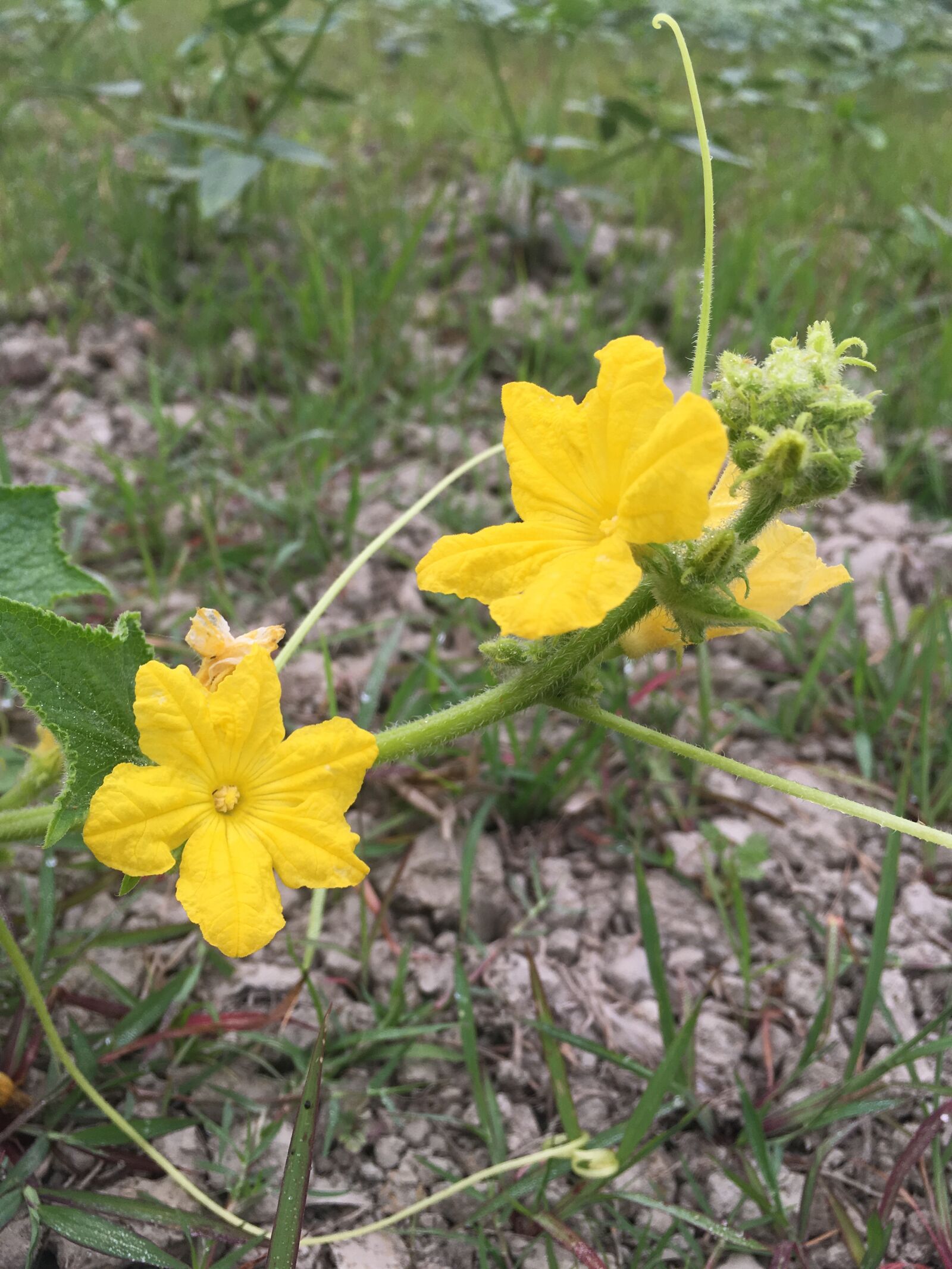 Apple iPhone 6s sample photo. Flower, outdoor, nature photography