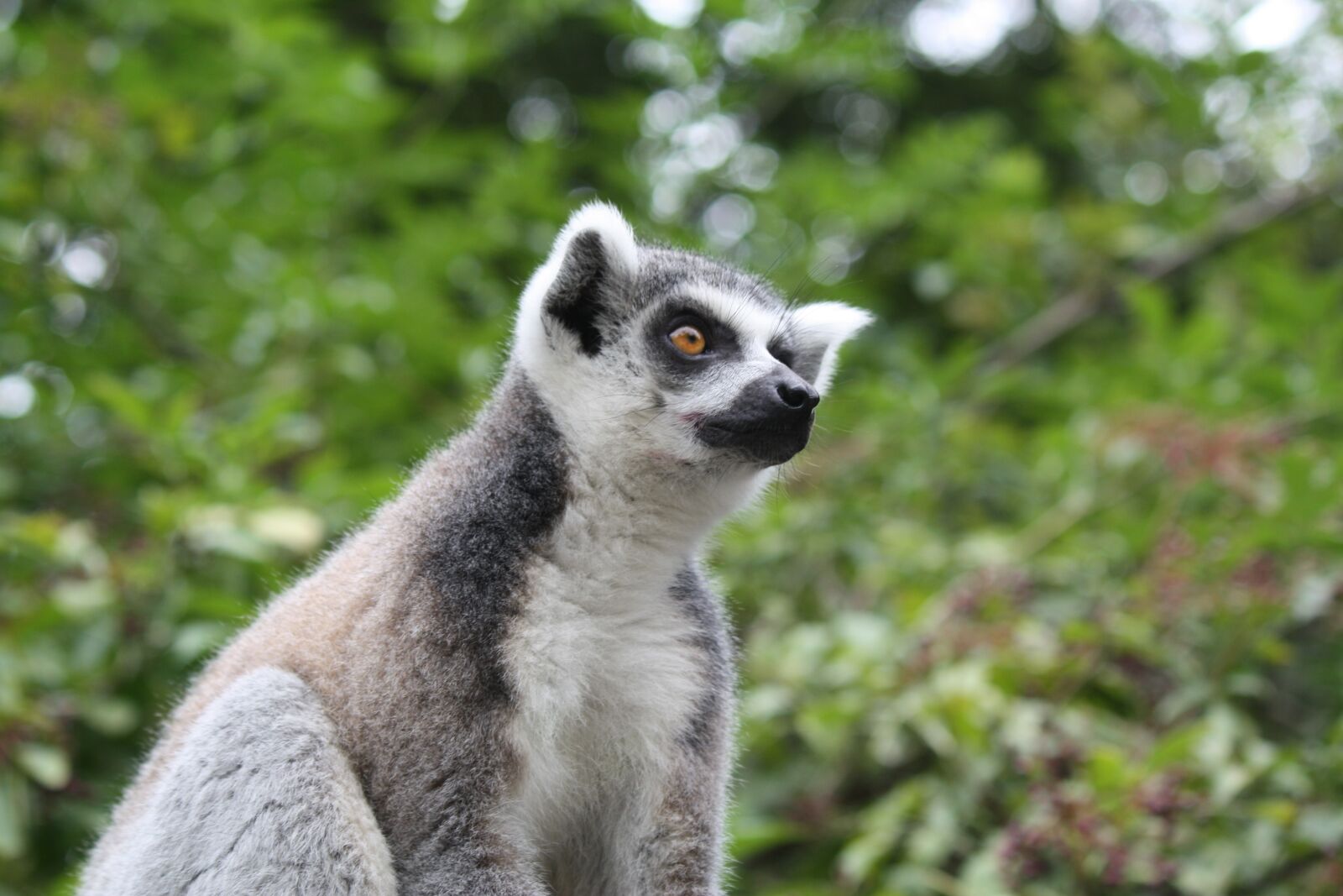 Canon EOS 450D (EOS Rebel XSi / EOS Kiss X2) sample photo. Animals, lemur, nature photography