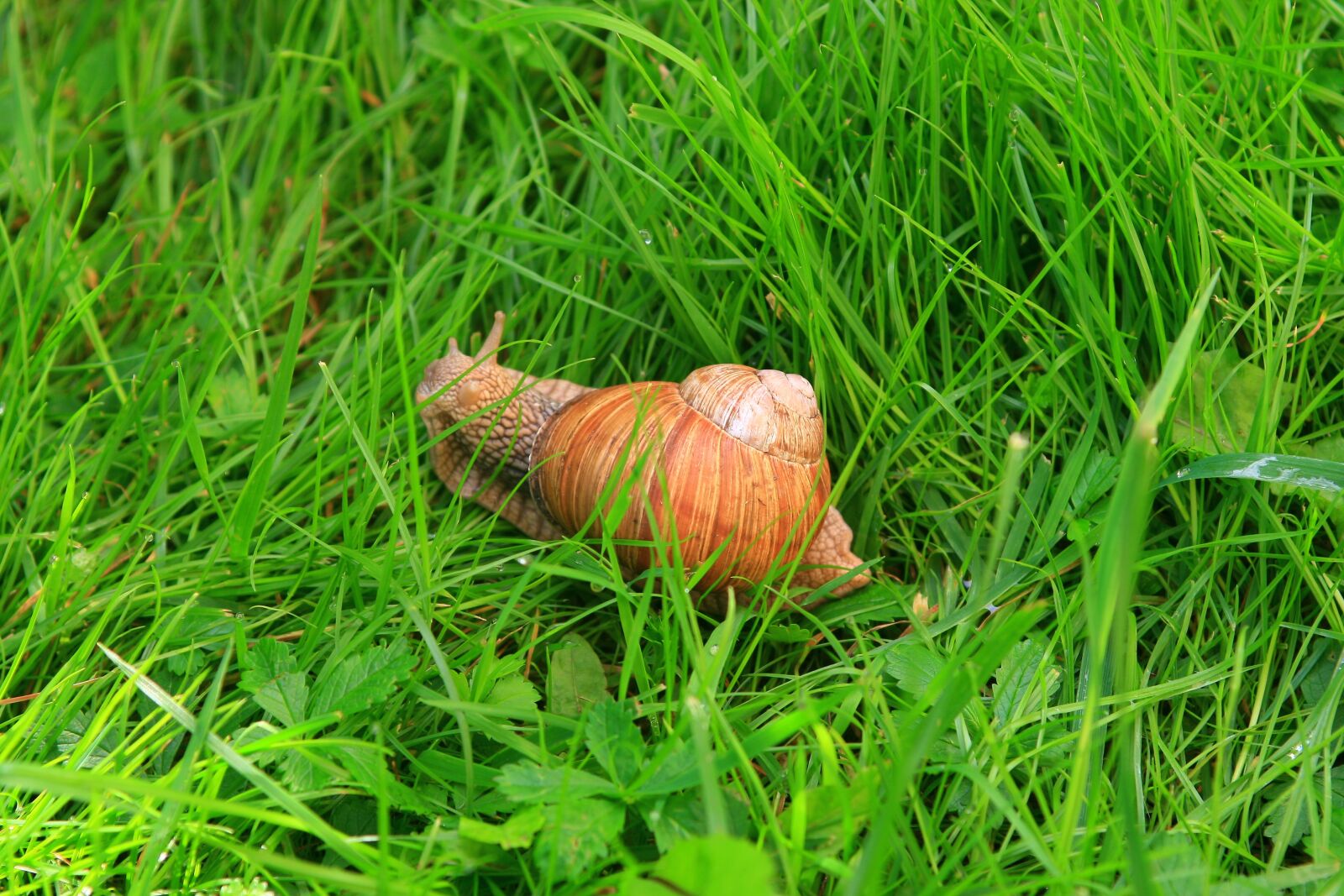Canon EOS 400D (EOS Digital Rebel XTi / EOS Kiss Digital X) sample photo. Snail, nature, kassari photography