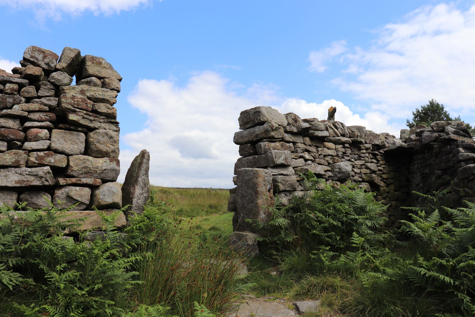 Canon EOS 77D (EOS 9000D / EOS 770D) sample photo. Yorkshire, wall, green photography