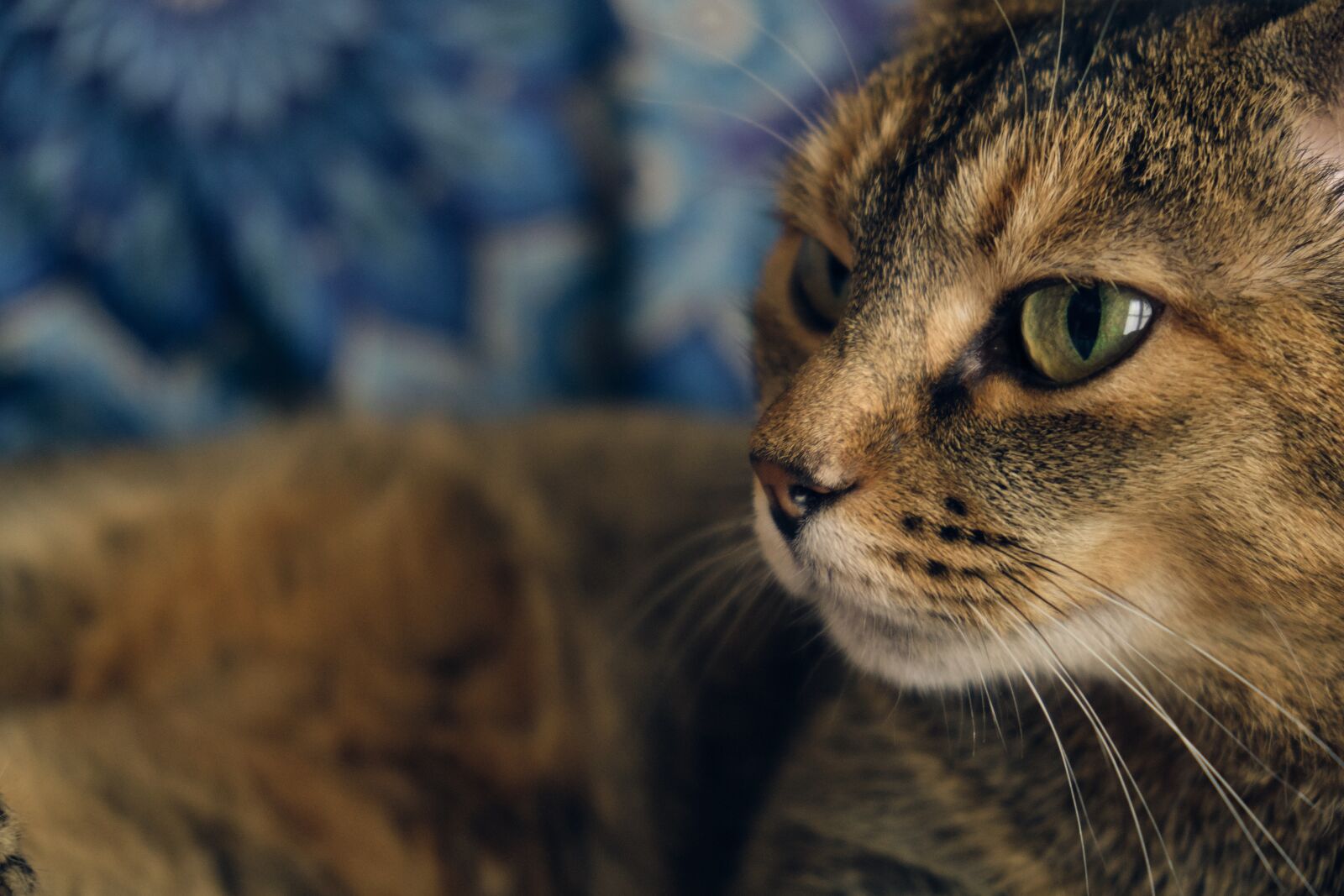 Fujifilm XF 18-55mm F2.8-4 R LM OIS sample photo. Cat, malai, animal photography
