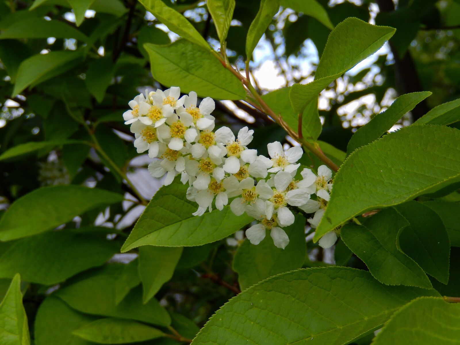 Nikon Coolpix S9500 sample photo. Buddleja, lilac, flowers photography