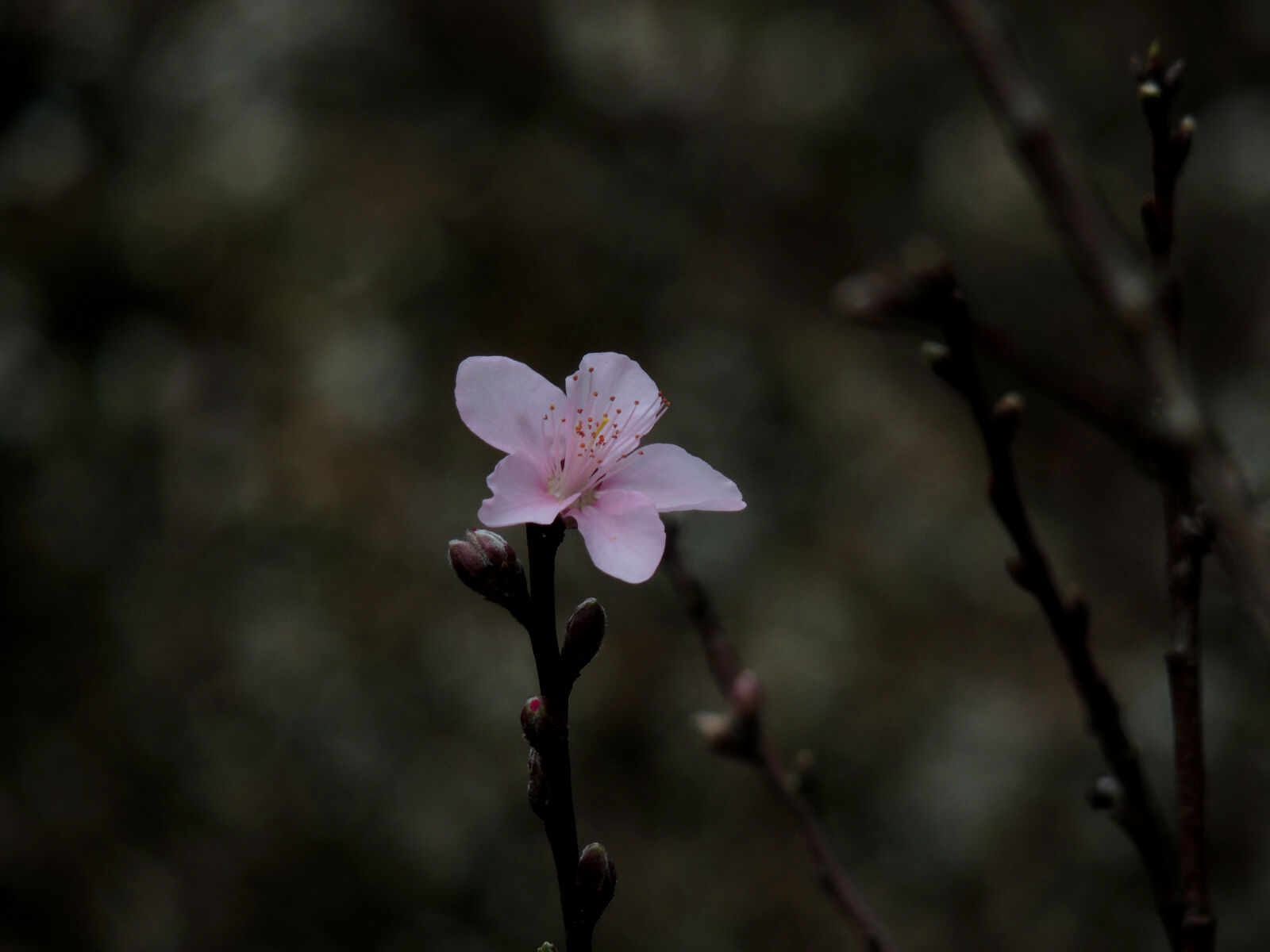 Nikon Coolpix P510 sample photo