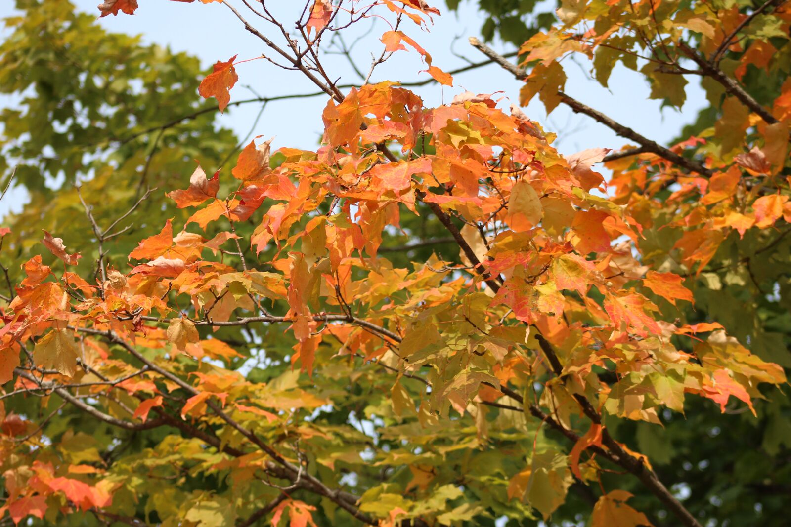 Canon EOS 700D (EOS Rebel T5i / EOS Kiss X7i) sample photo. Nature, autumn, forest photography