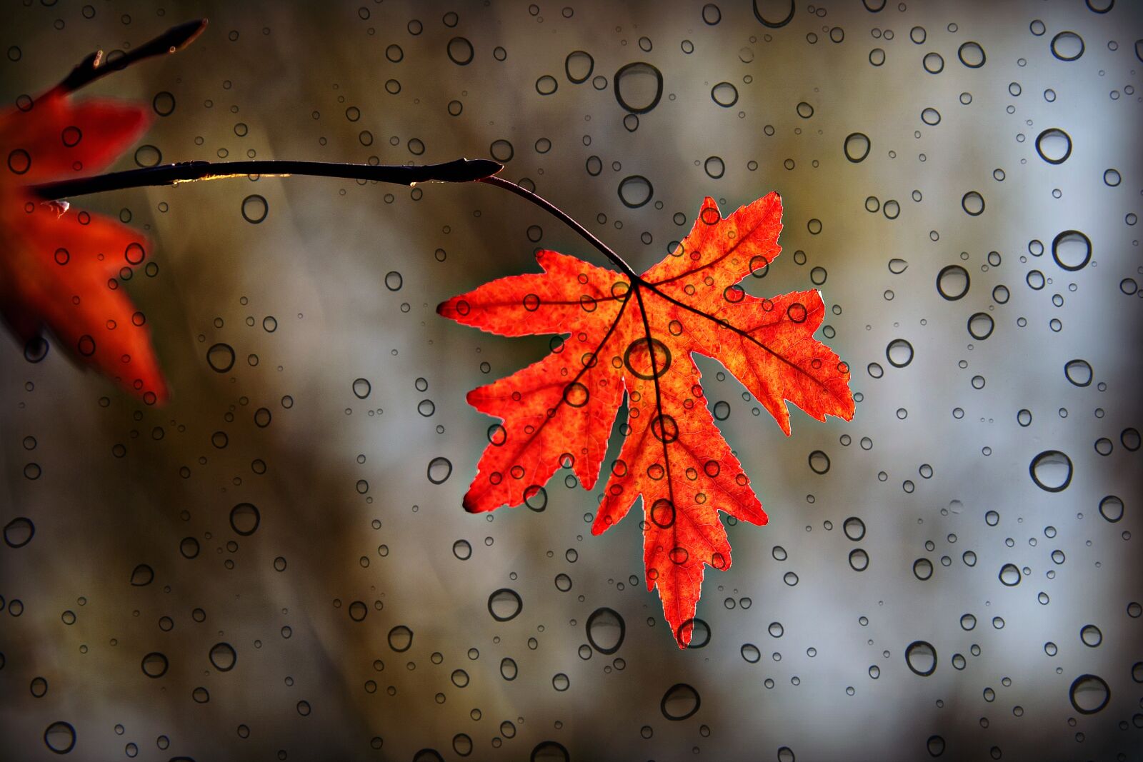 Nikon D750 sample photo. Leaf, foliage, autumn color photography
