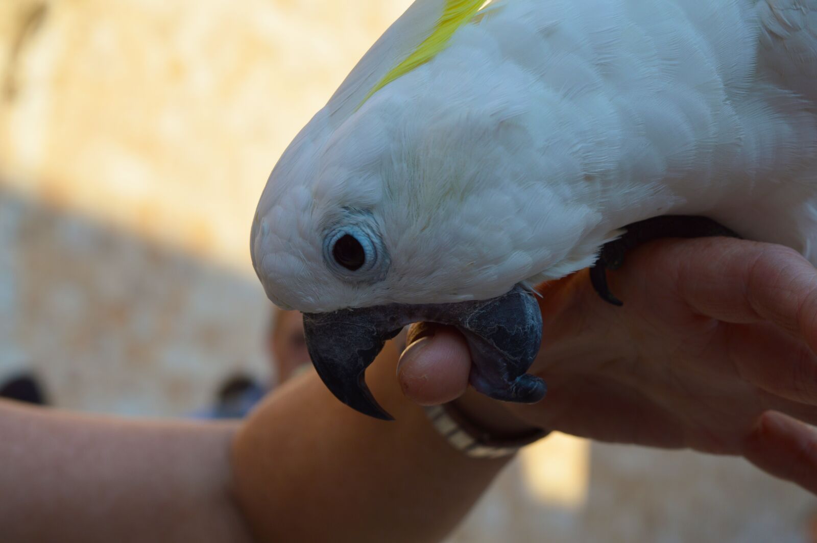 Nikon D3200 sample photo. Parrot, bird, plumage photography