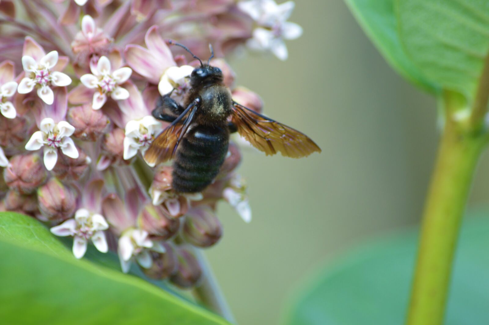 Nikon D3200 sample photo. Bee, black bee, insect photography