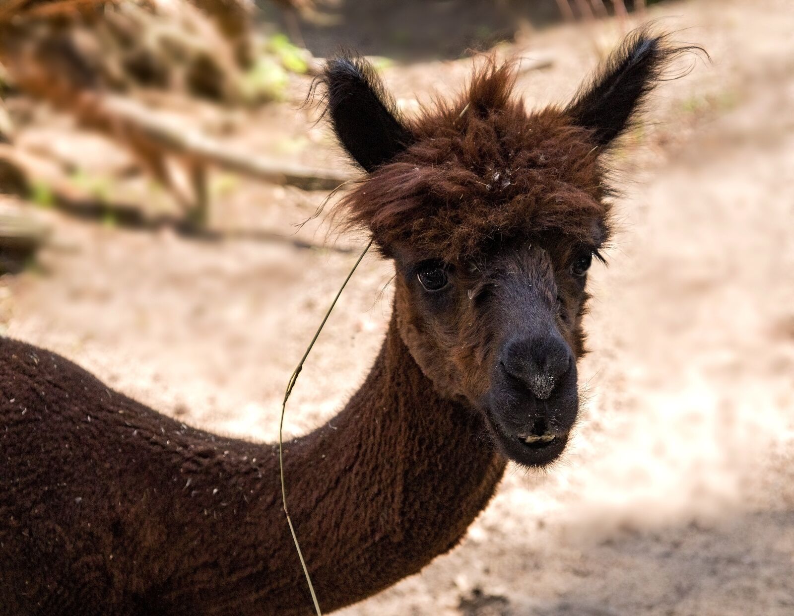 Canon EOS 1100D (EOS Rebel T3 / EOS Kiss X50) sample photo. Summer, animal, zoo latvia photography