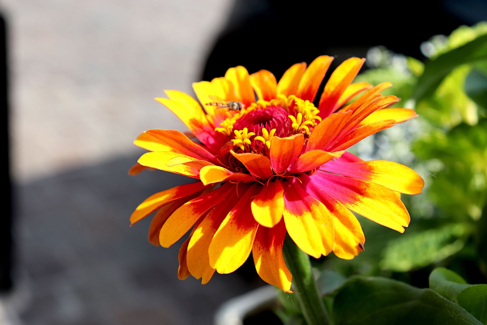 Canon EOS 800D (EOS Rebel T7i / EOS Kiss X9i) sample photo. Flower, plants, yellow and photography
