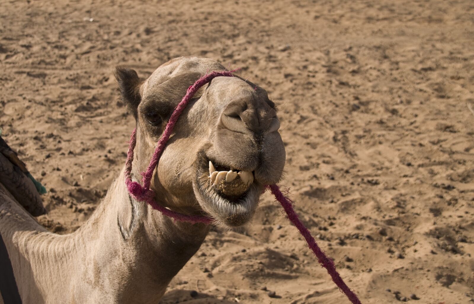 Pentax K-30 sample photo. Dromedary, camel, desert photography