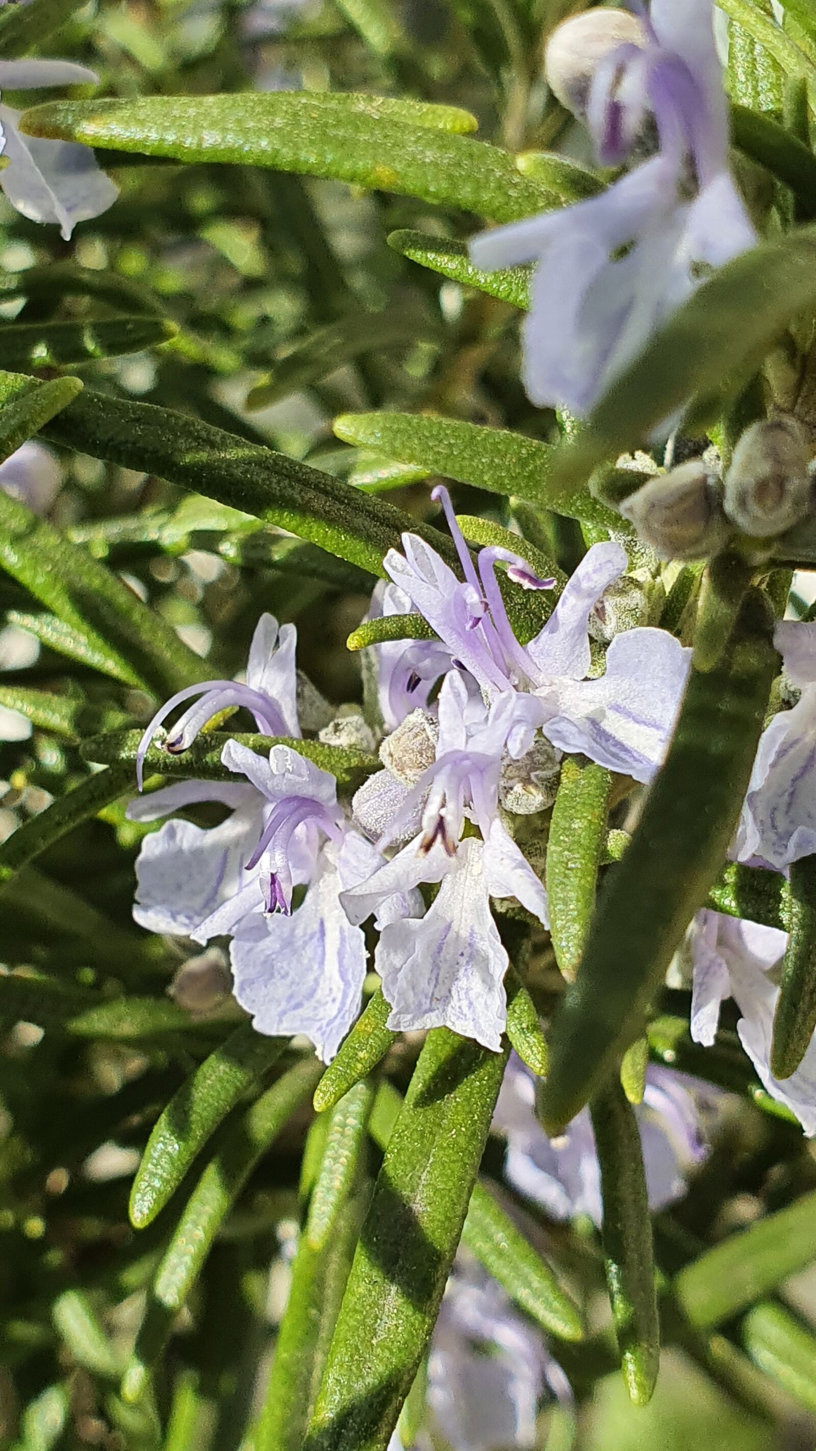 Samsung Galaxy S10+ sample photo. Rosemary, flowers, purple photography