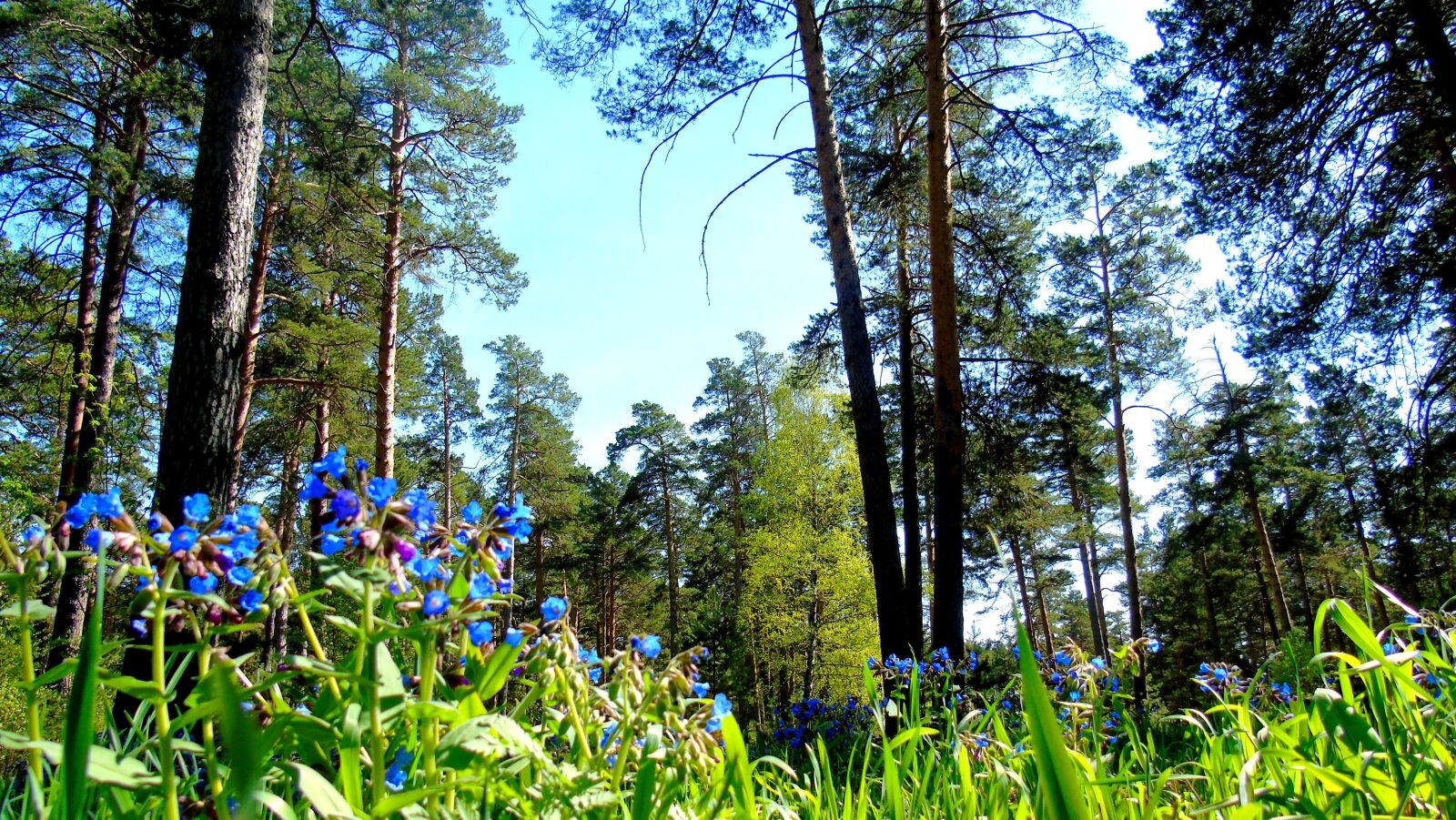 Sony Cyber-shot DSC-H400 sample photo. Forest, flowers, taiga photography